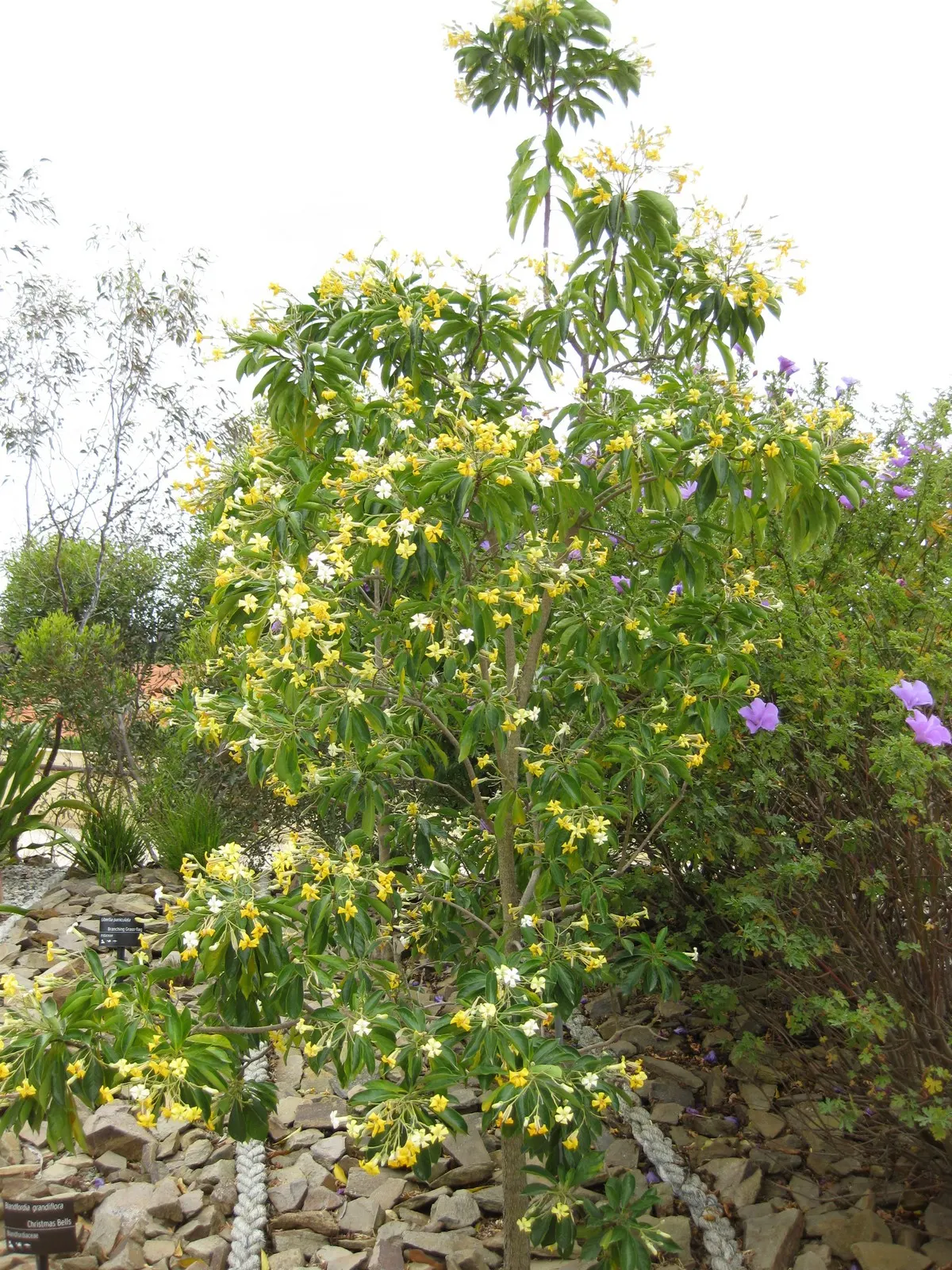 Blue Hibiscus (Alyogyne Huegelii) — purple-blue blossoms reminiscent of a true hibiscus