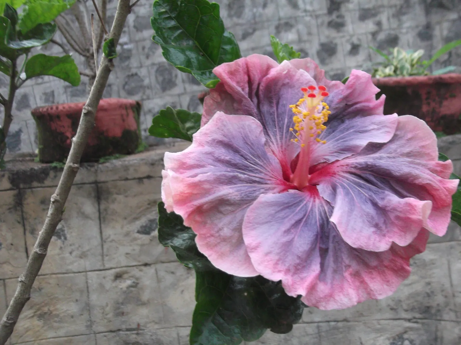 Blue Hibiscus (Alyogyne Huegelii) — blue and lavender and pink flowers in the garden; commonly referred to as the Blue Hibiscus, image 70