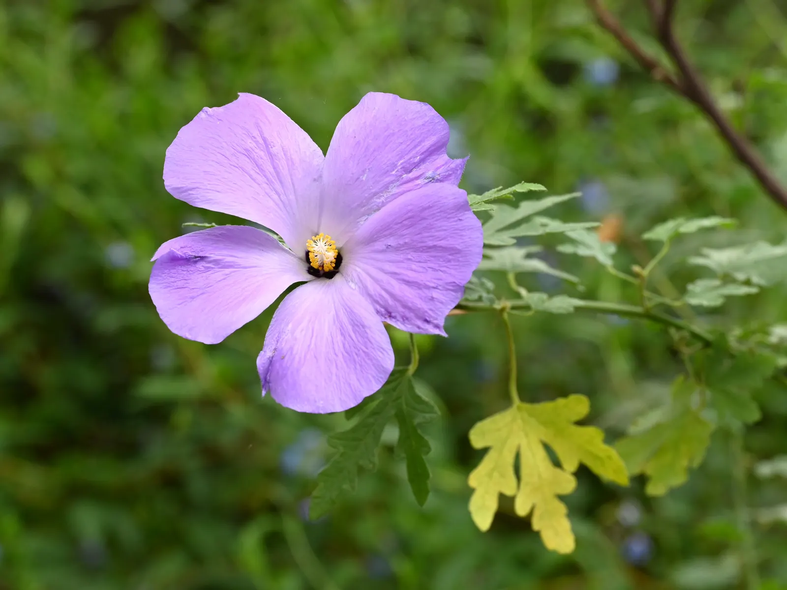 Blue Hibiscus (Alyogyne Huegelii) — commonly referred to as the Blue Hibiscus; blue and lavender and pink flowers in the garden