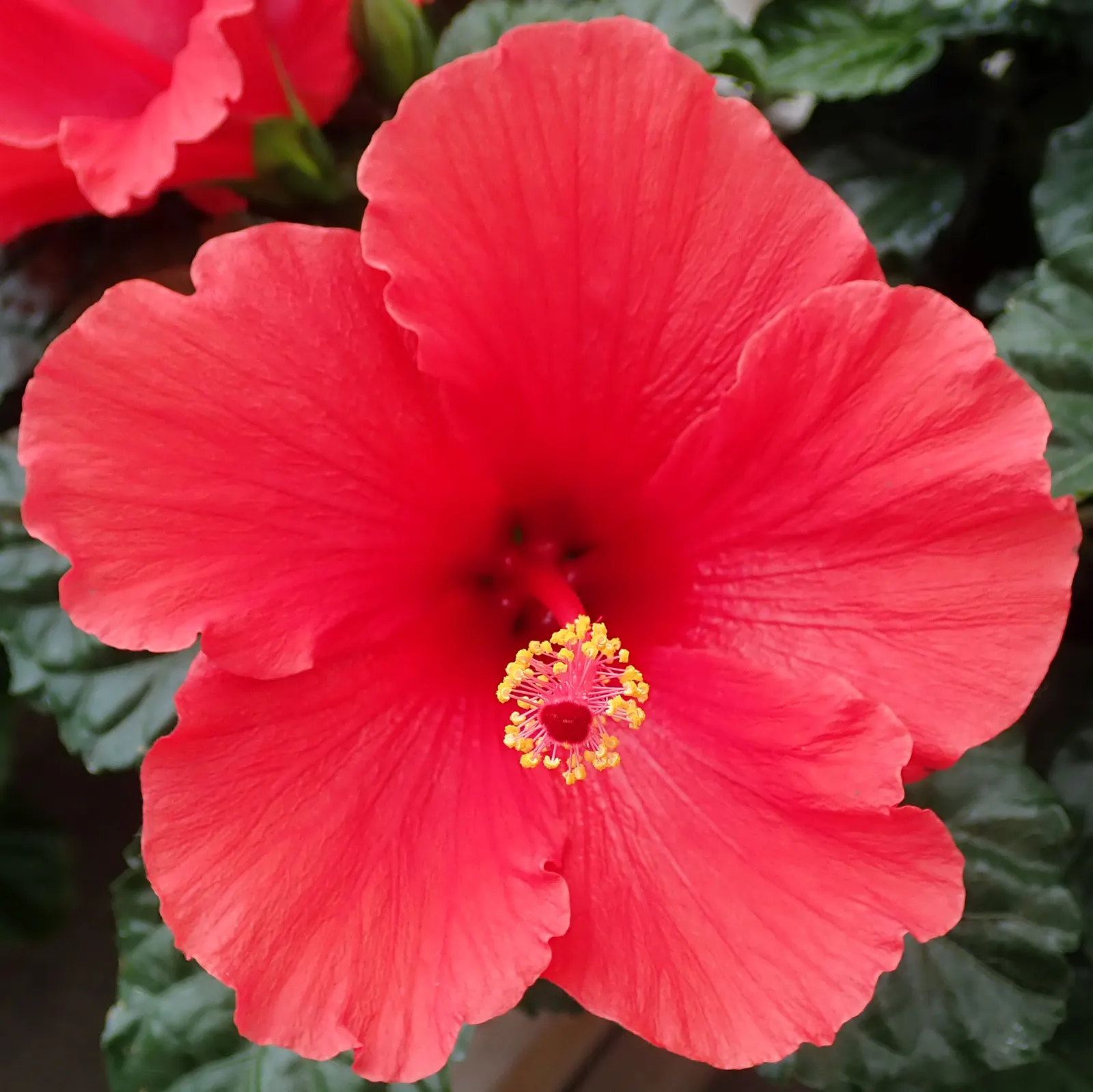 Blue Hibiscus (Alyogyne Huegelii) — is a striking addition to any landscape