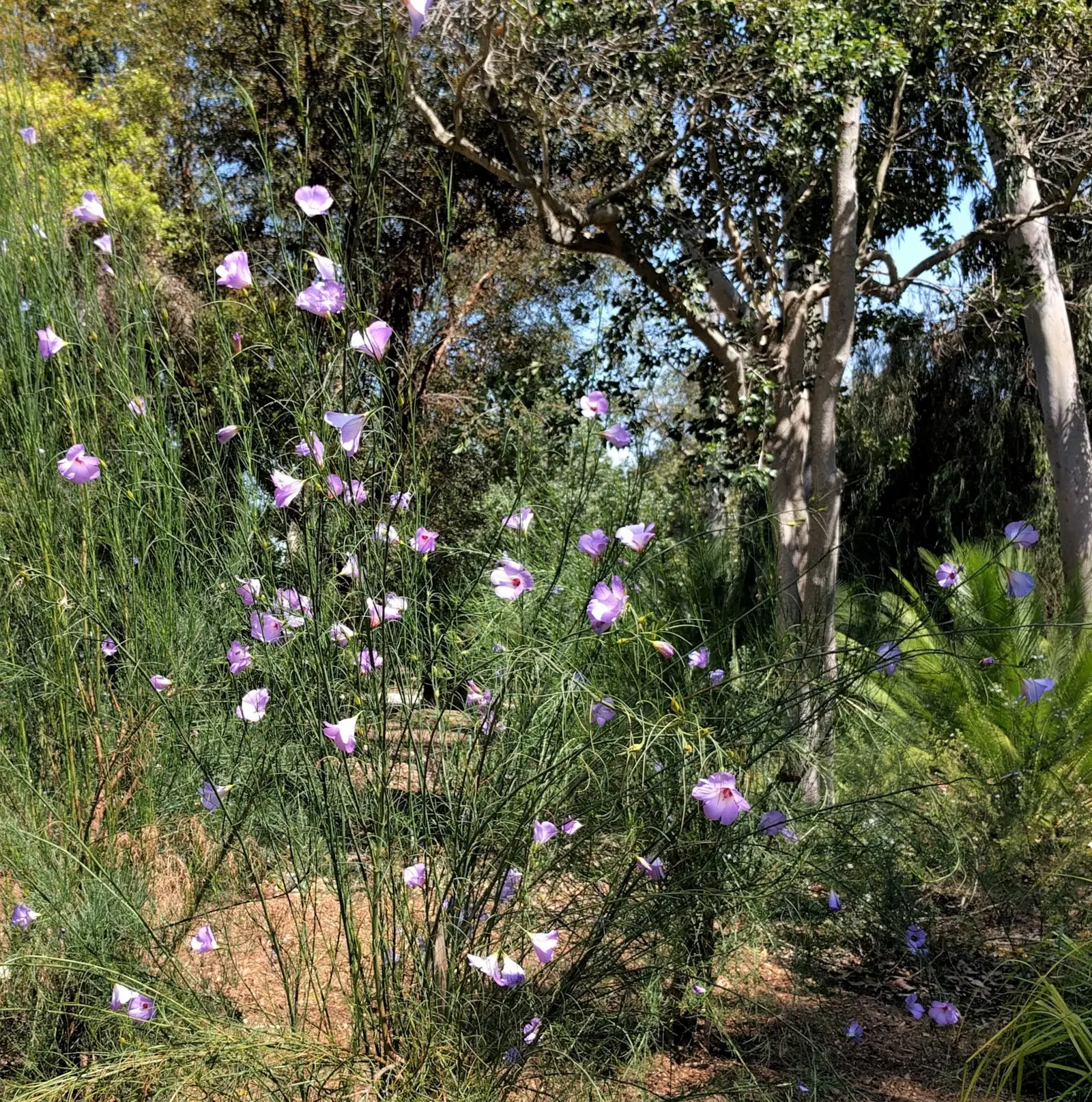 Blue Hibiscus (Alyogyne Huegelii) — As a fast-growing Australian native; and it can be pruned lightly after flowering to maintain a desired shape, image 58