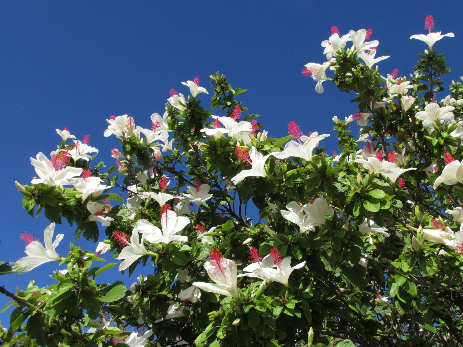 Blue Hibiscus (Alyogyne Huegelii) — reinforcing its drought-tolerant qualities.<br><br>Foliage; making it ideal for water-wise gardens and adding vibrant color