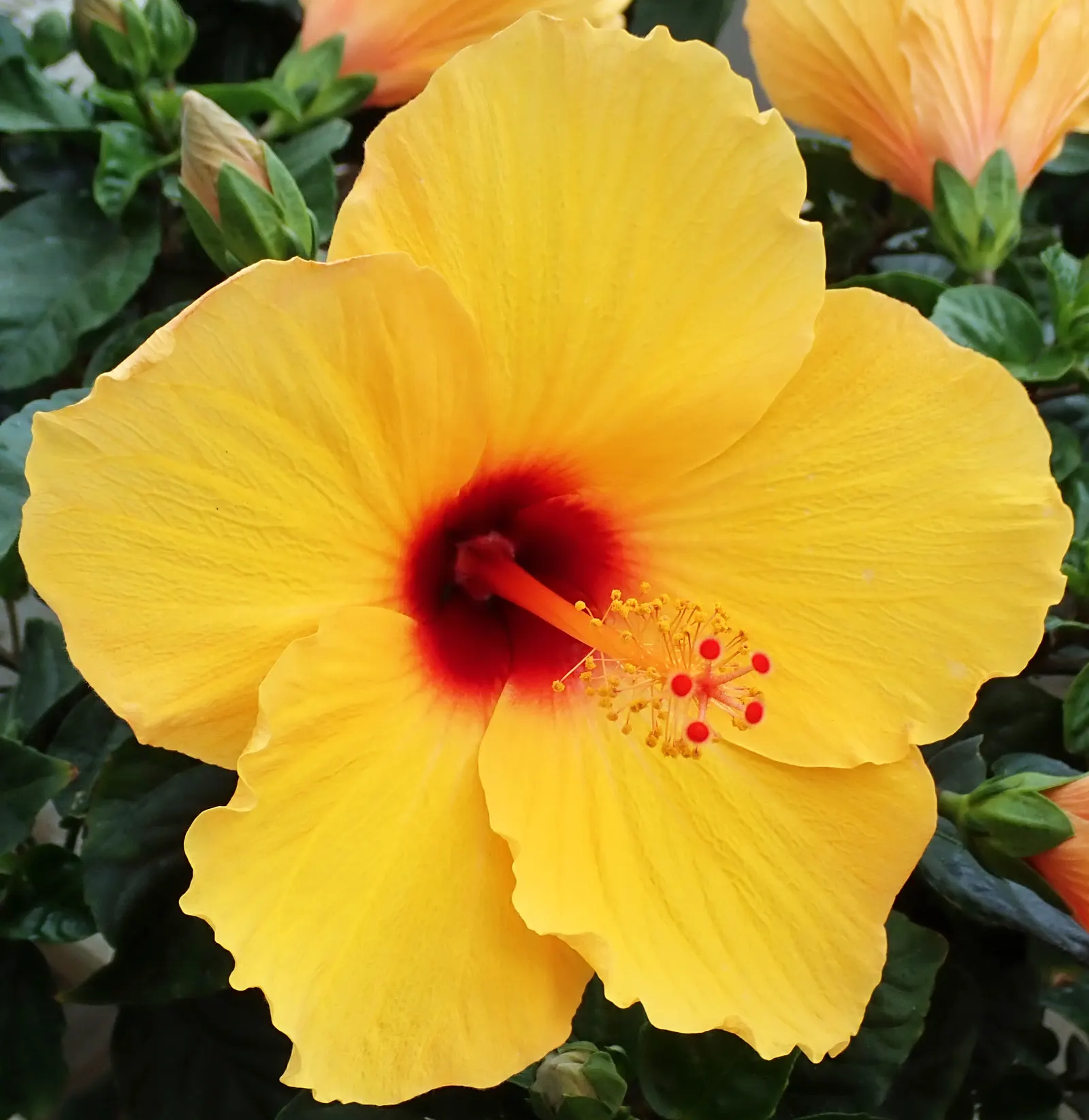 Blue Hibiscus (Alyogyne Huegelii) — This resilient shrub prefers a full sun exposure; provides a pleasing contrast against the soft-textured flowers