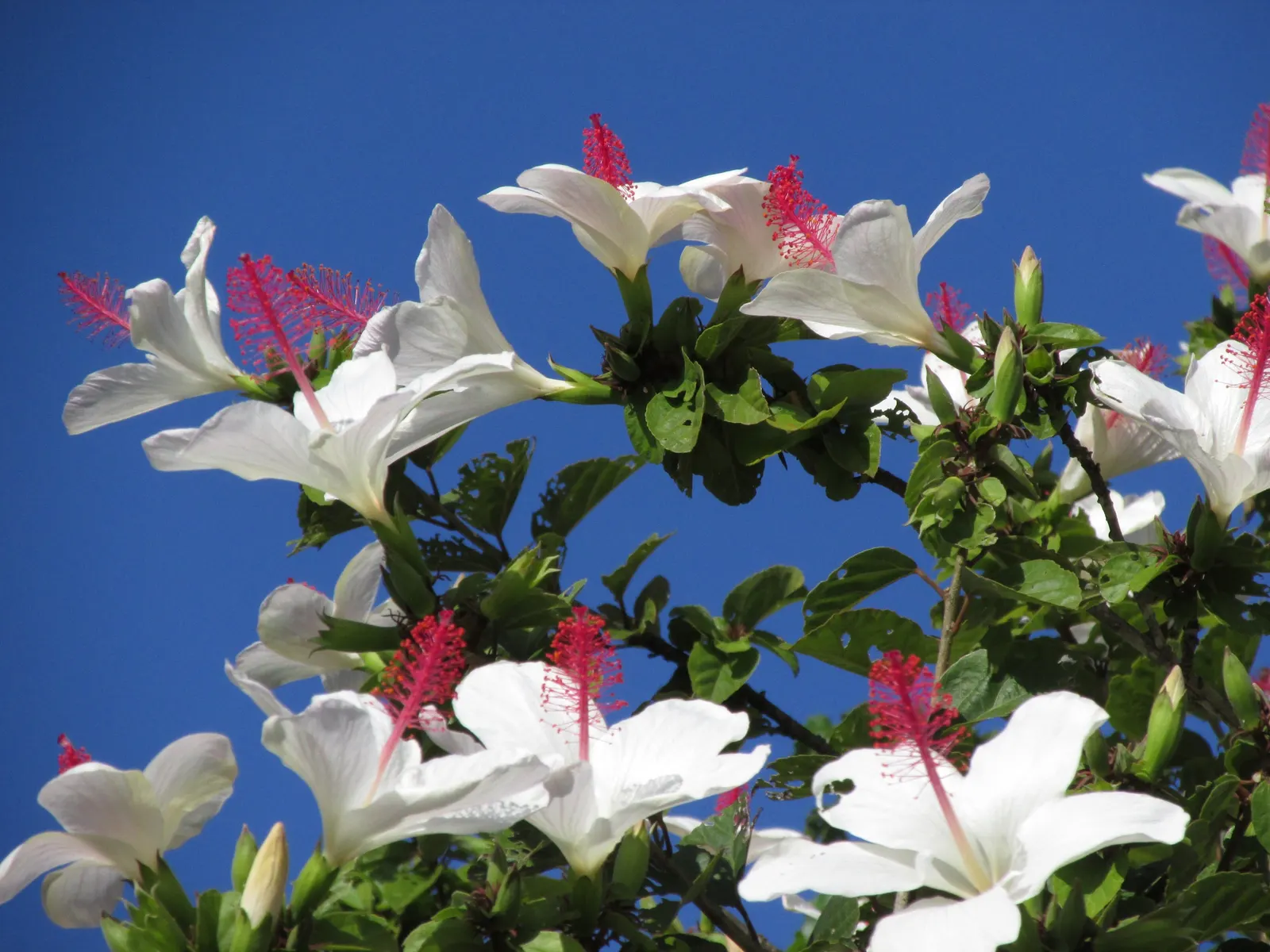 Blue Hibiscus (Alyogyne Huegelii) — making it ideal for water-wise gardens and adding vibrant color to borders and focal areas; reinforcing its, image 54