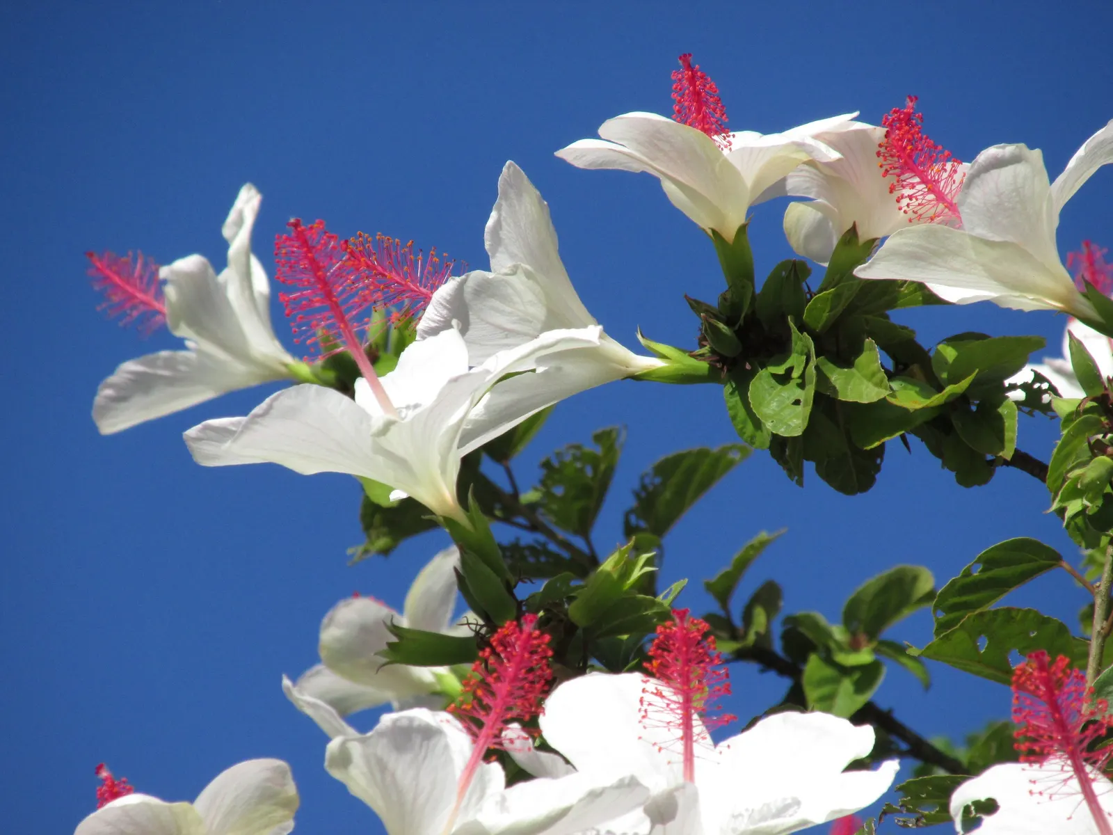 Blue Hibiscus (Alyogyne Huegelii) — commonly referred to as the Blue Hibiscus; blue and lavender and pink flowers in the garden, image 55