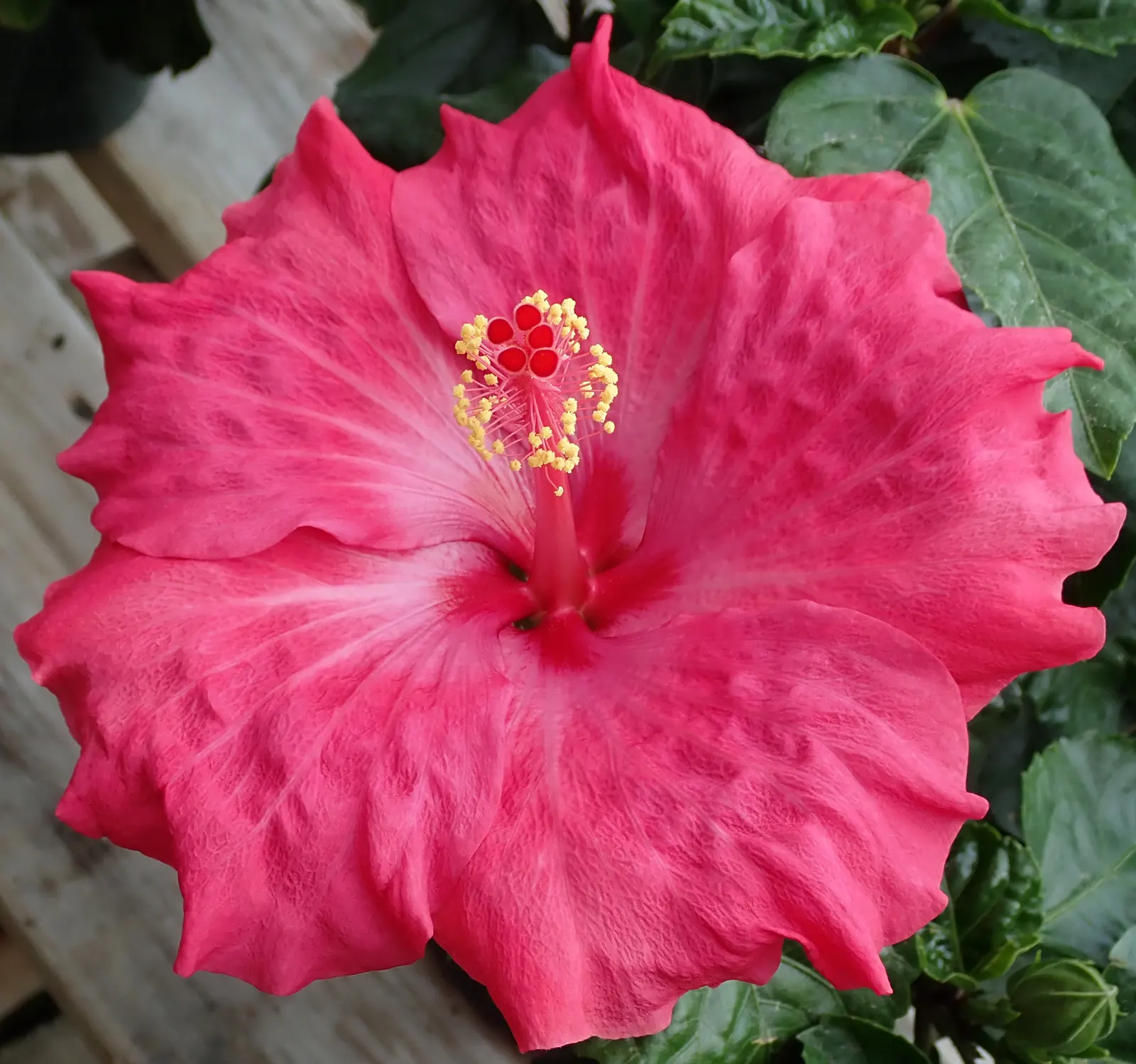 Blue Hibiscus (Alyogyne Huegelii) — The Blue Hibiscus is not only ornamental but is also relatively pest-free