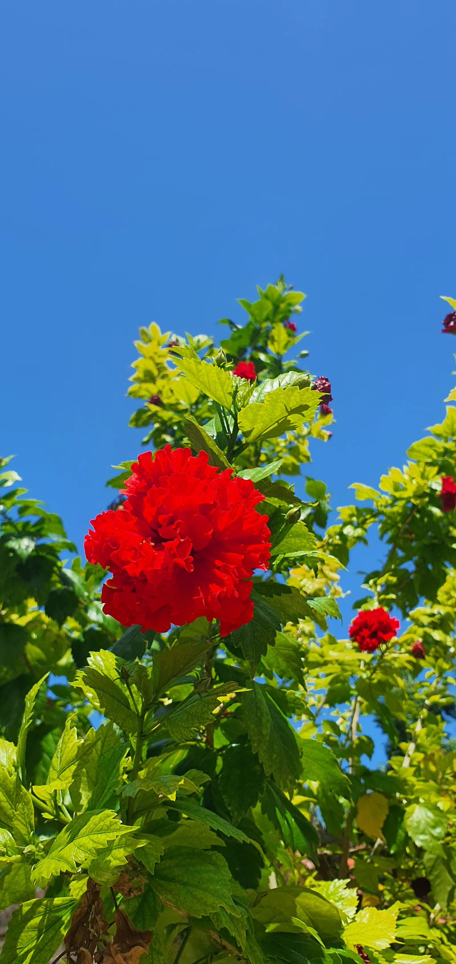 Blue Hibiscus (Alyogyne Huegelii) — purple-blue blossoms reminiscent of a true hibiscus; reaching a mature size of 5 to 8 feet in both height and spread