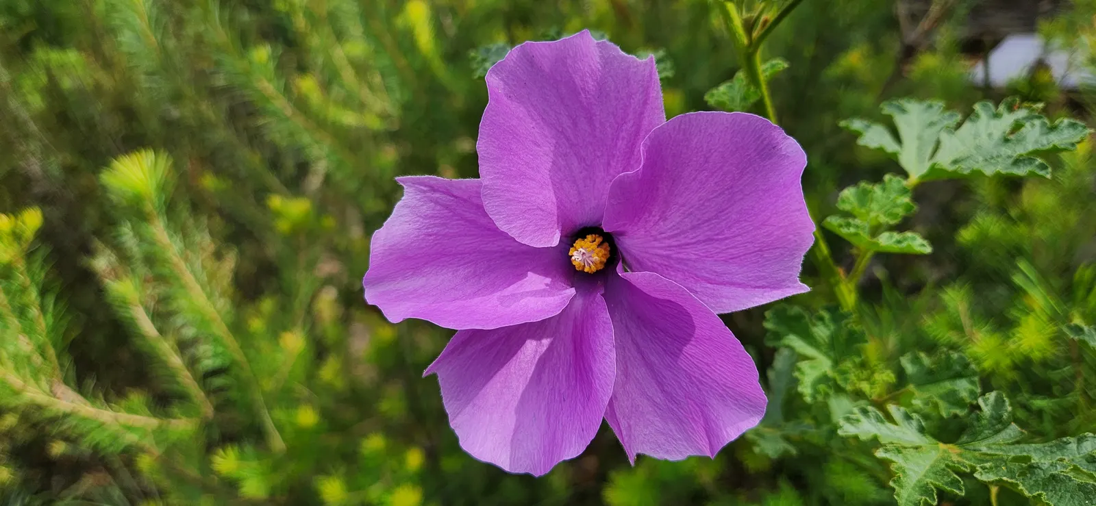 Blue Hibiscus (Alyogyne Huegelii) — blue and lavender and pink flowers in the garden
