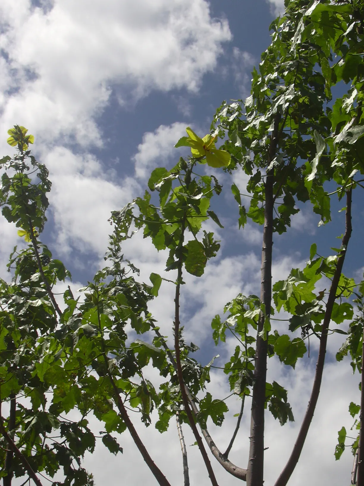 Blue Hibiscus (Alyogyne Huegelii) — and it can be pruned lightly after flowering to maintain a desired shape and size; as a fast-growing Australian, image 67