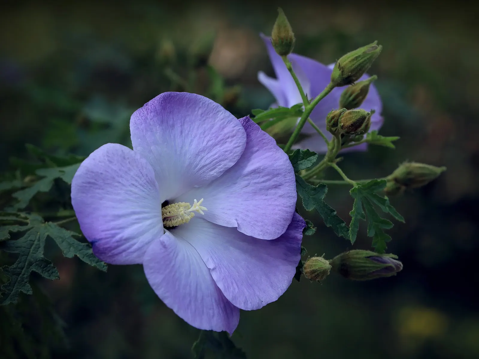 Blue Hibiscus (Alyogyne Huegelii) — The plant typically reaches 5-8 feet high and wide, preferring full sun and well-drained soil; blue Hibiscus, image 76