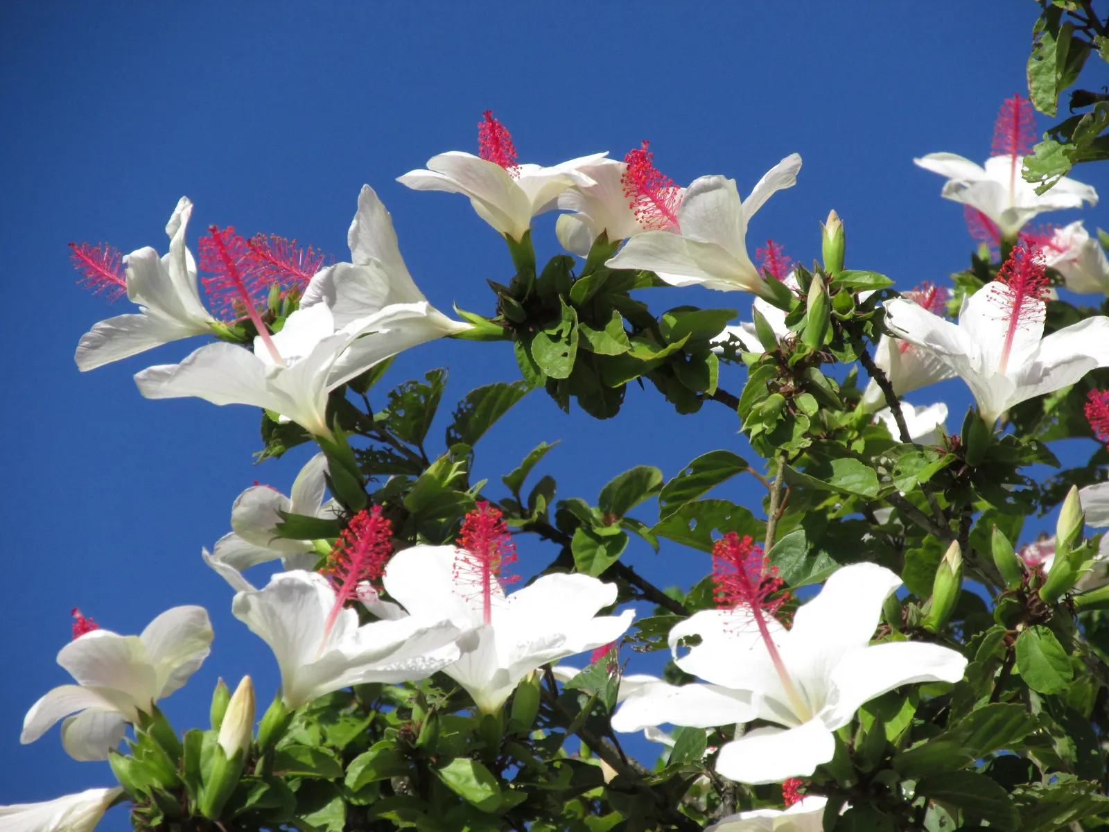 Blue Hibiscus (Alyogyne Huegelii) — It's drought-tolerant once established; is a striking addition to any landscape, image 53