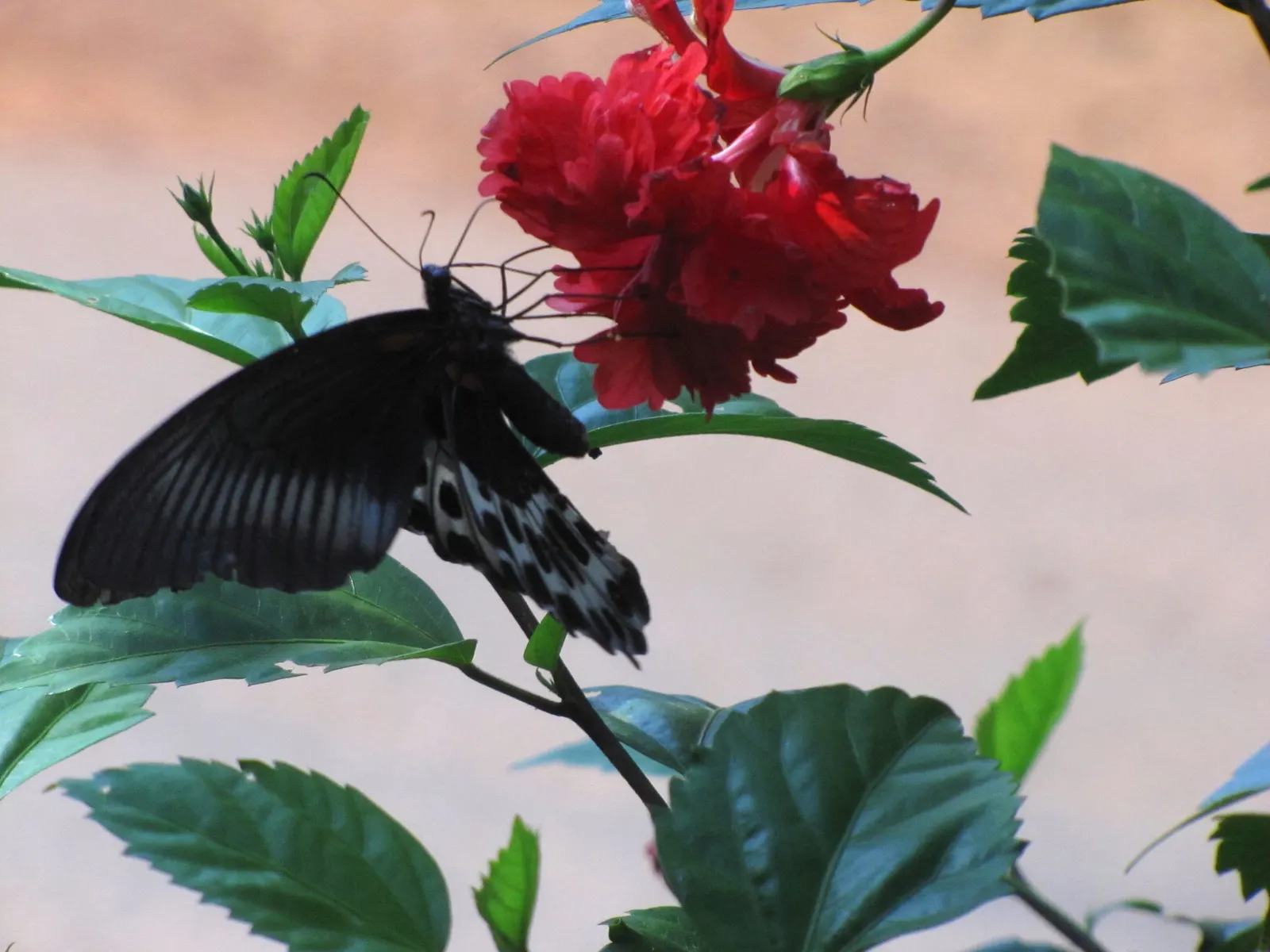 Blue Hibiscus (Alyogyne Huegelii) — provides a pleasing contrast against the soft-textured flowers; this resilient shrub prefers a full sun exposure