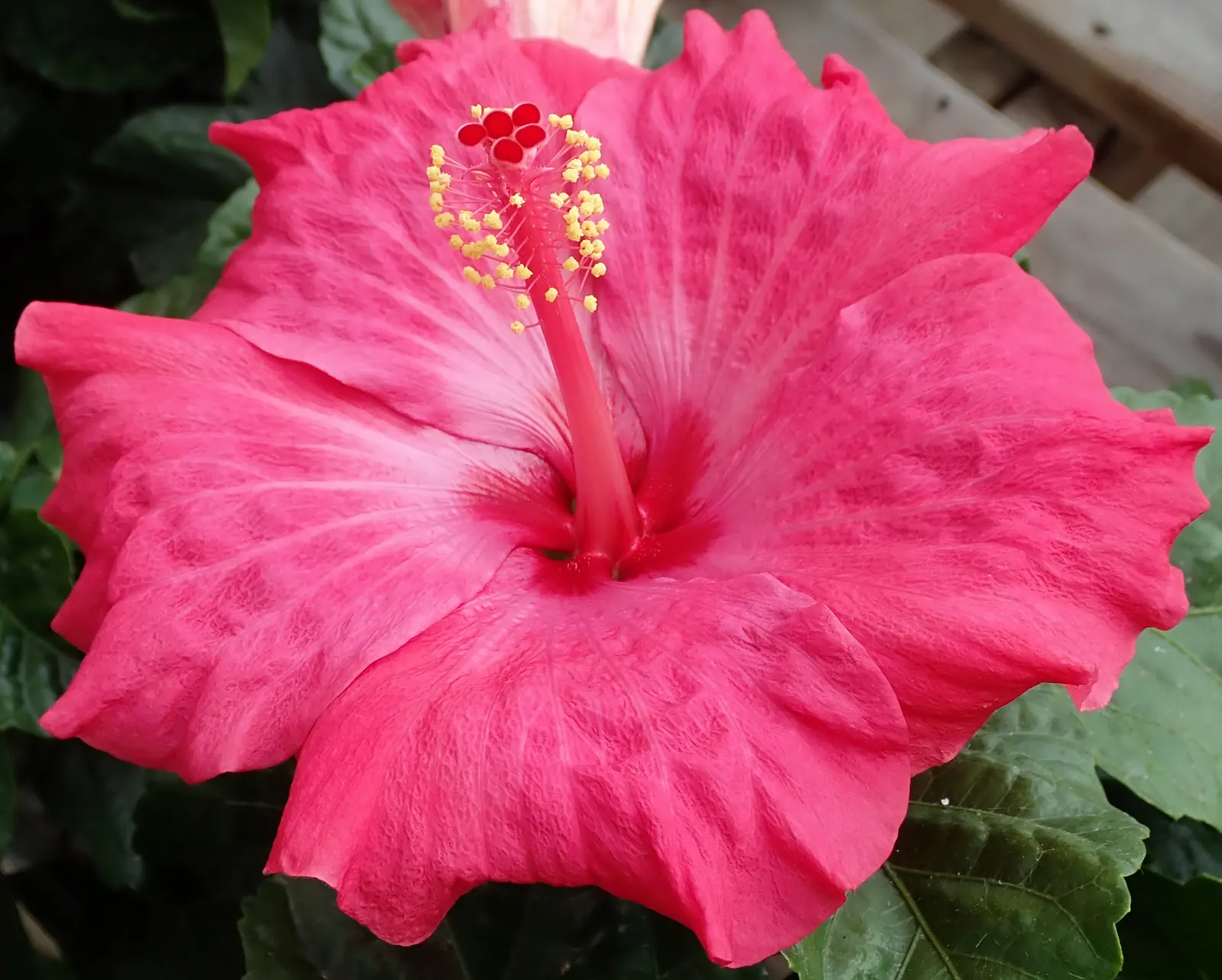 Blue Hibiscus (Alyogyne Huegelii) — It requires well-drained soil - whether sandy or loamy - though it can tolerate brief periods of wet soil; shrub with blue