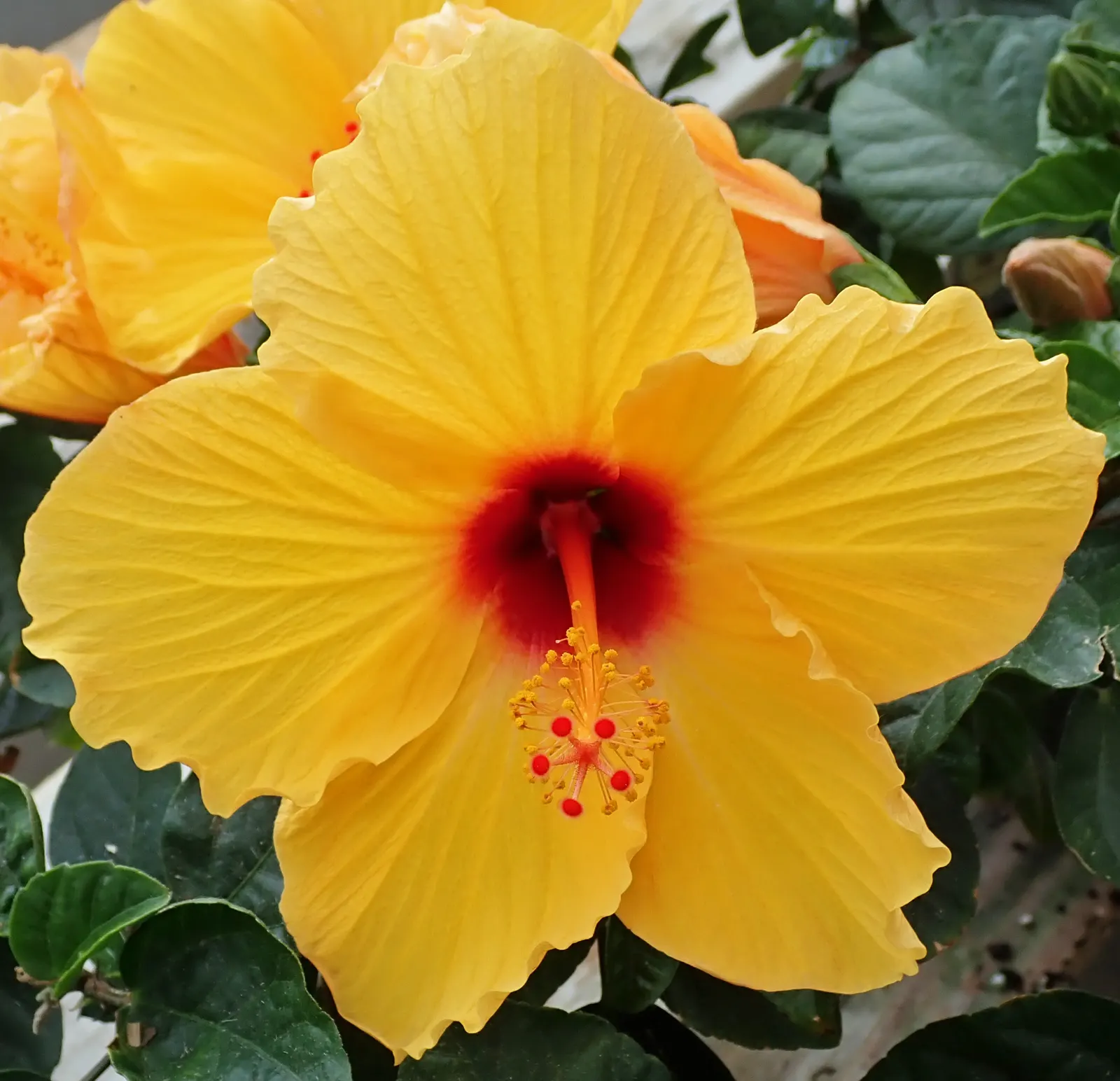 Blue Hibiscus (Alyogyne Huegelii) — provides a pleasing contrast against the soft-textured flowers