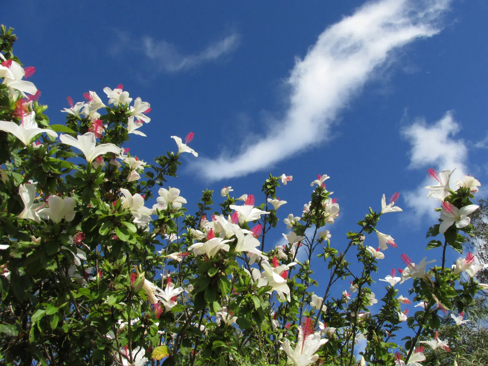 Blue Hibiscus (Alyogyne Huegelii) — further making it a low-fuss element in your garden design; shrub for full or half