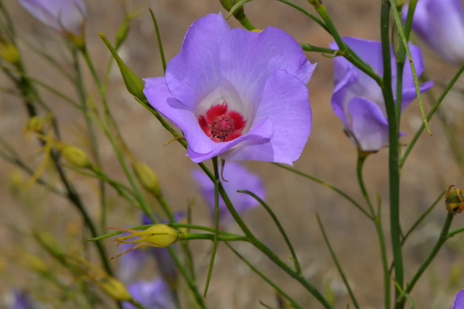 Blue Hibiscus (Alyogyne Huegelii) — it flourishes in USDA hardiness zones 9 to 11; renowned for its prolific blossoms resembling true hibiscus