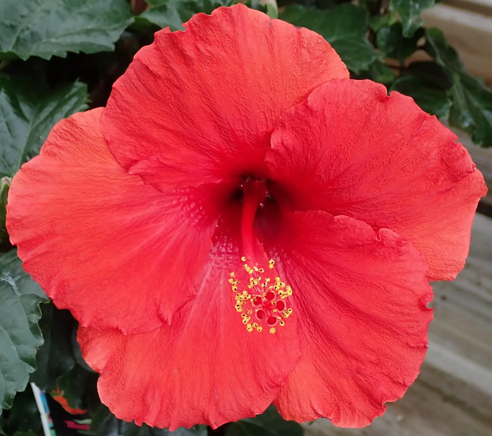Blue Hibiscus (Alyogyne Huegelii) — The plant typically reaches 5-8 feet high and wide, preferring full sun and well-drained soil; blue Hibiscus, image 52