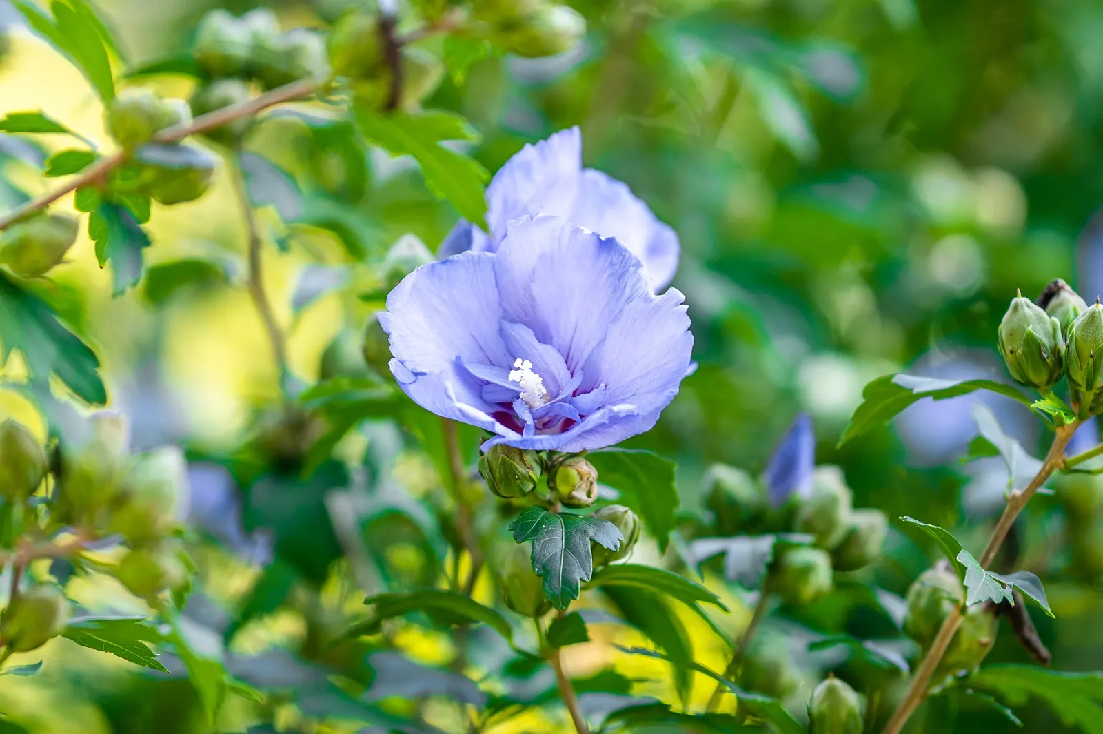 Blue Hibiscus (Alyogyne Huegelii) — reaching a mature size of 5 to 8 feet in both height and spread; purple-blue blossoms reminiscent of a true hibiscus