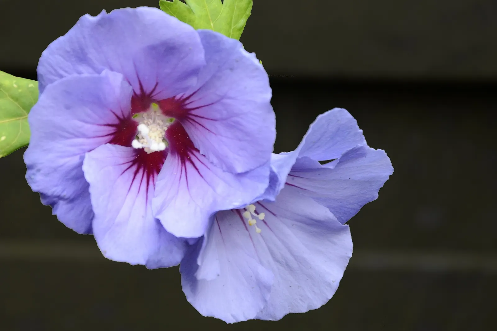 Blue Hibiscus (Alyogyne Huegelii) — it flourishes in USDA hardiness zones 9 to 11; renowned for its prolific blossoms resembling true hibiscus, image 59