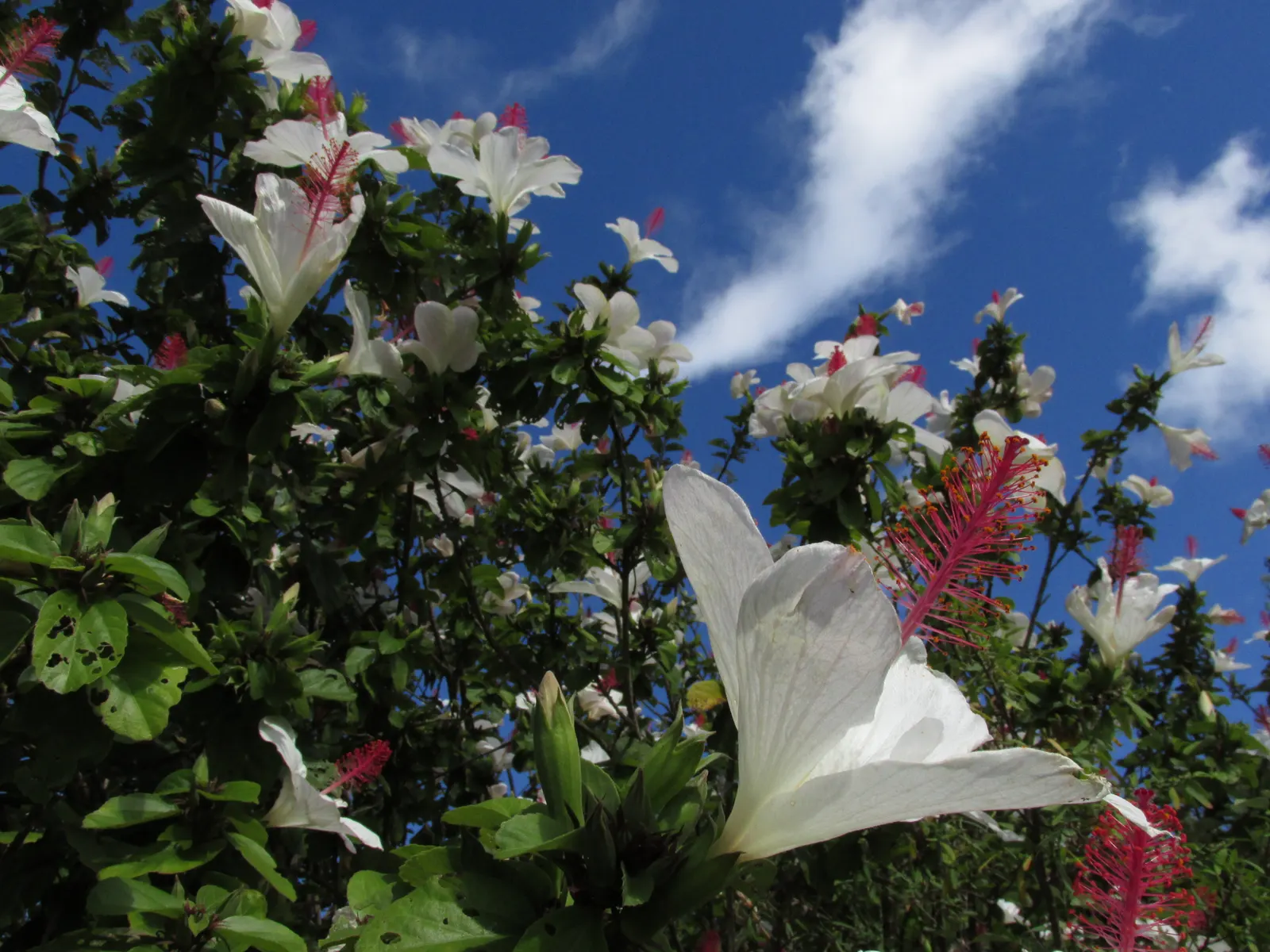 Blue Hibiscus (Alyogyne Huegelii) — is a striking addition to any landscape; it's drought-tolerant once established, image 56