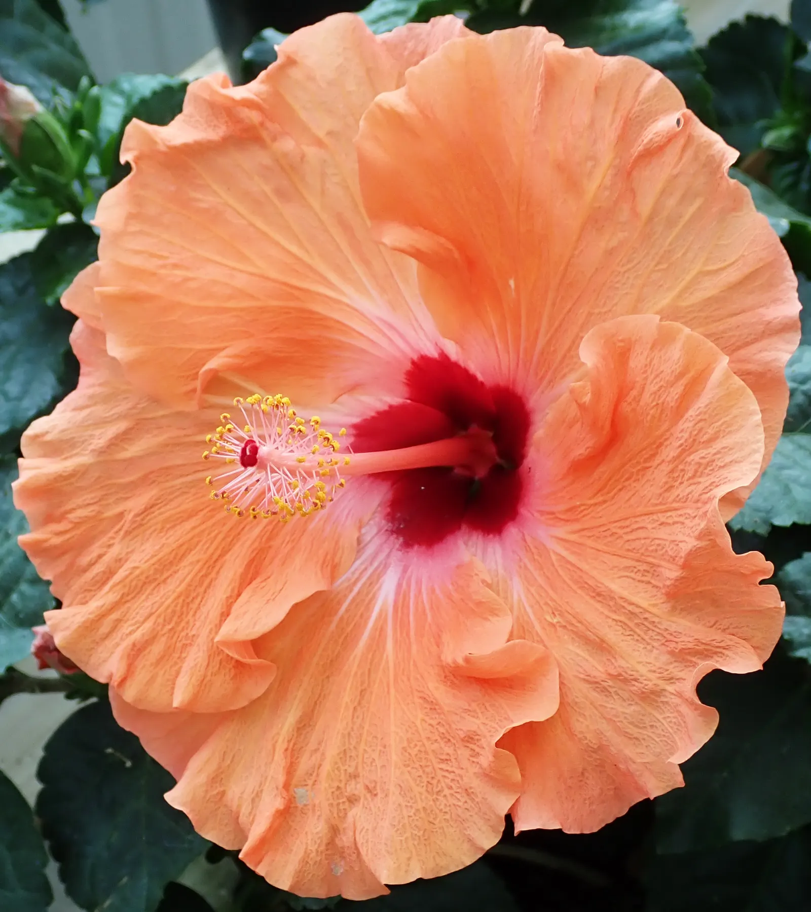 Blue Hibiscus (Alyogyne Huegelii) — This resilient shrub prefers a full sun exposure