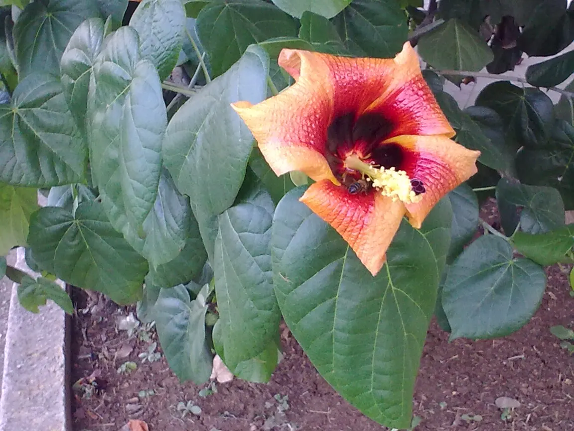 Blue Hibiscus (Alyogyne Huegelii) — Blue Hibiscus (Alyogyne huegelii) is a striking evergreen shrub native to Australia; the plant typically, image 49