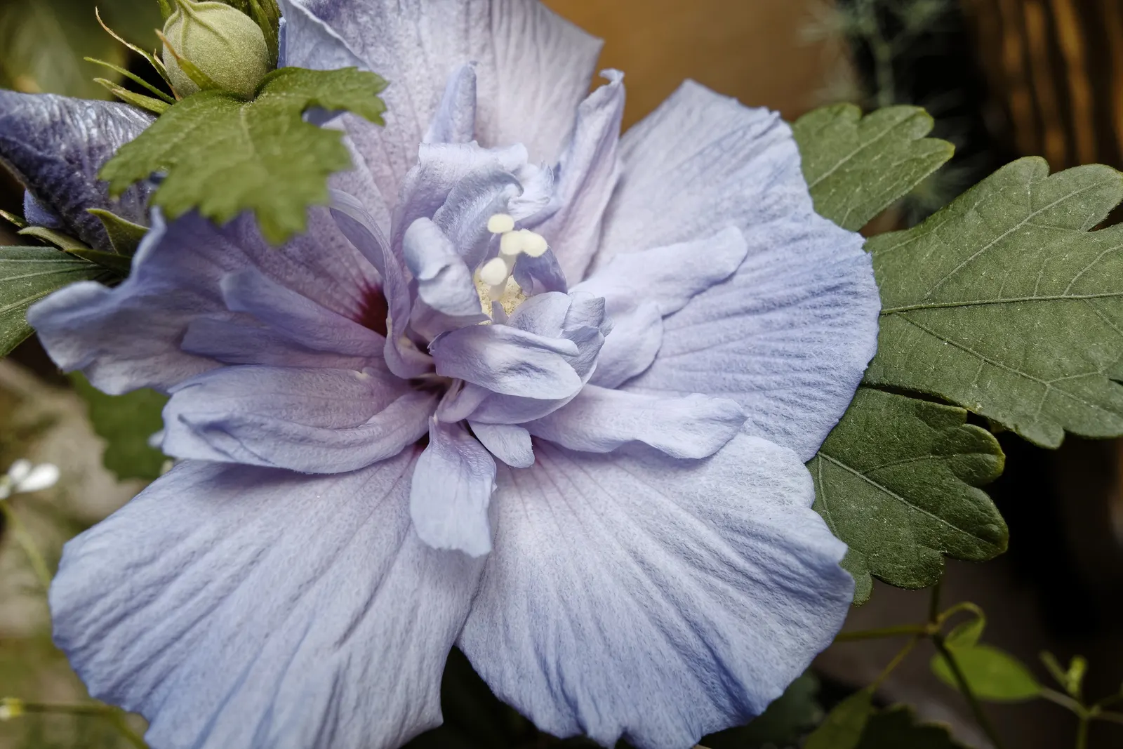 Blue Hibiscus (Alyogyne Huegelii) — shrub with blue and lavender and pink blooms; it requires well-drained soil - whether sandy or loamy - though it can