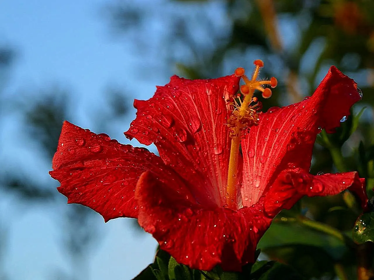 Blue Hibiscus (Alyogyne Huegelii) — which boast five delicate petals each; the Blue Hibiscus is not only ornamental but is also relatively pest-free, image 65