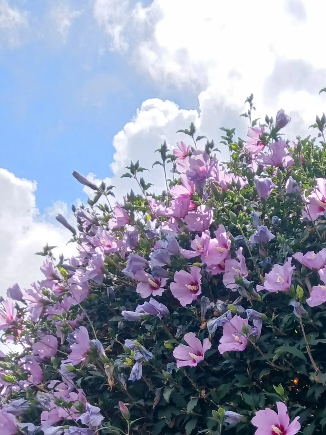 Blue Hibiscus (Alyogyne Huegelii) — provides a pleasing contrast against the soft-textured flowers; this resilient shrub prefers a full sun exposure, image 64