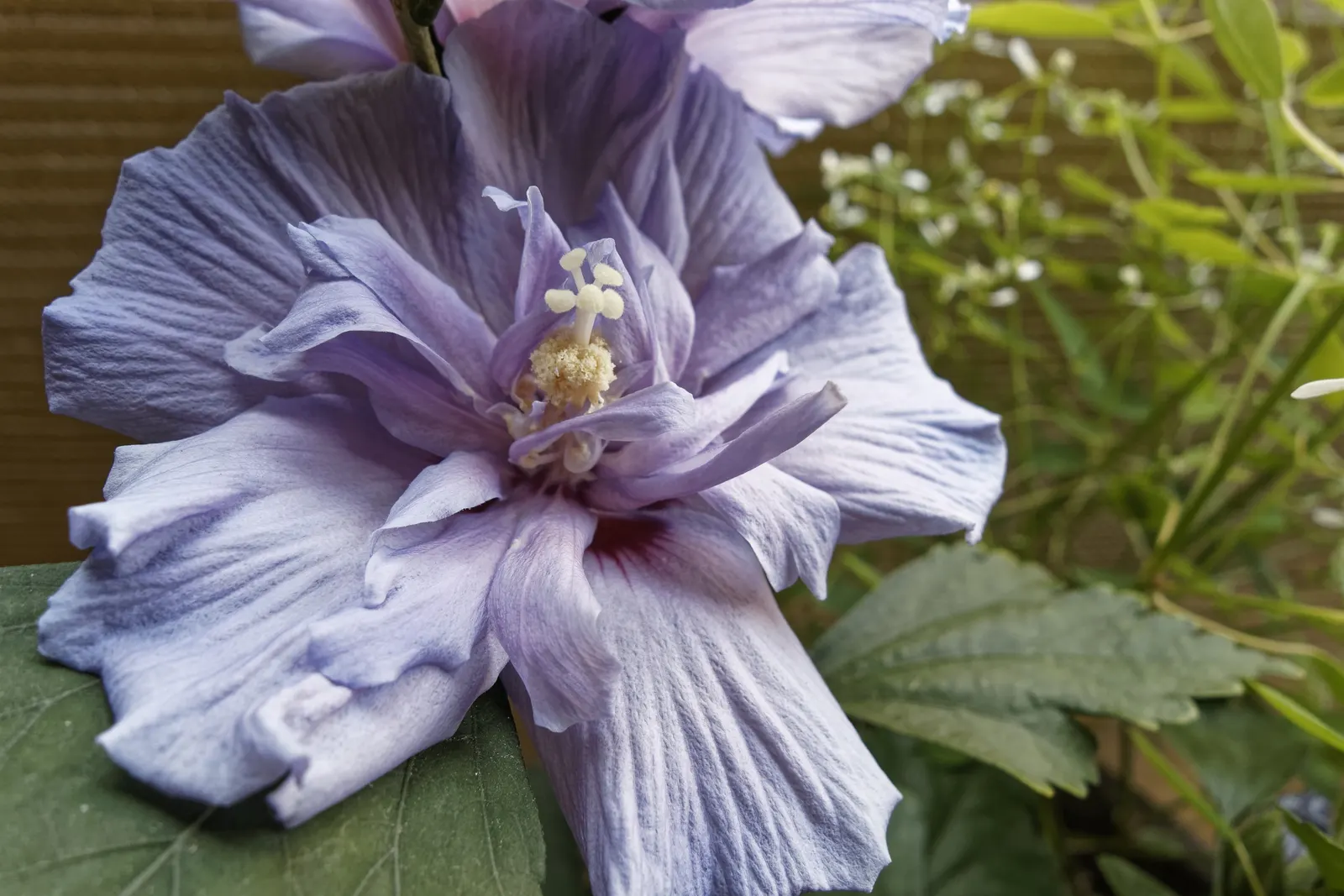 Blue Hibiscus (Alyogyne Huegelii) — These characteristics make it an ideal specimen plant or a colorful hedge; its lavender-blue flowers, spanning, image 66