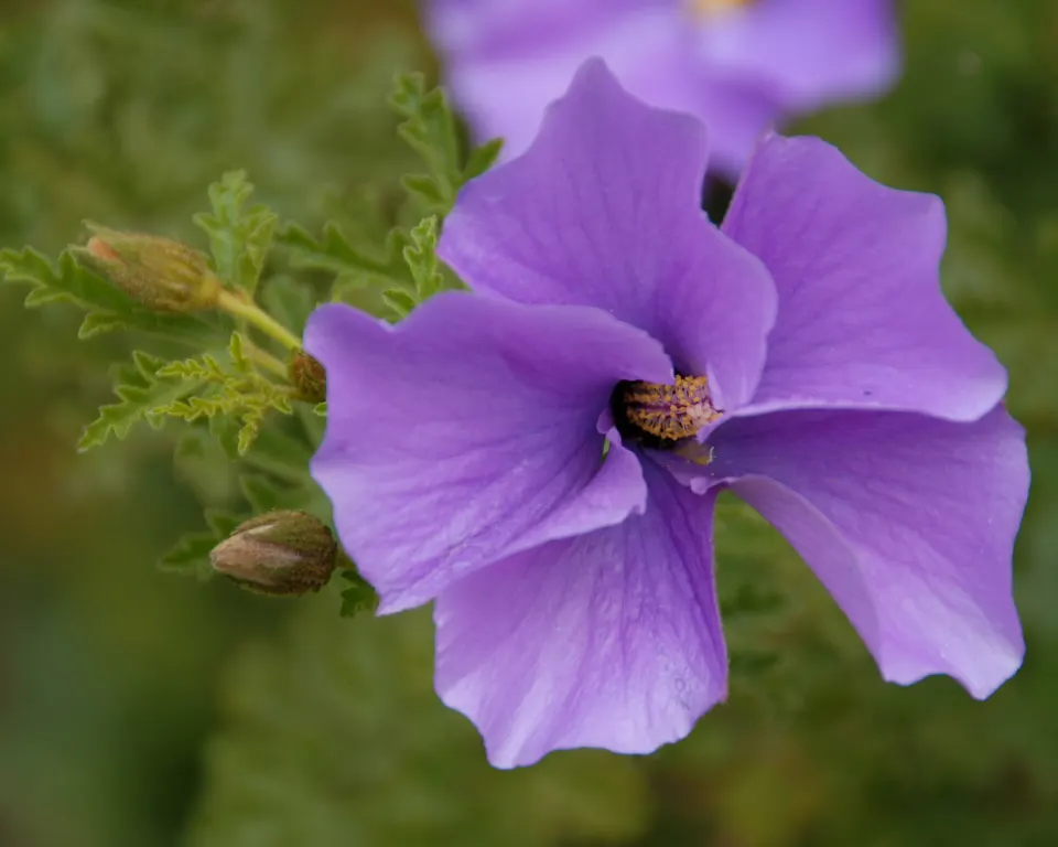 Blue Hibiscus (Alyogyne Huegelii) — it flourishes in USDA hardiness zones 9 to 11