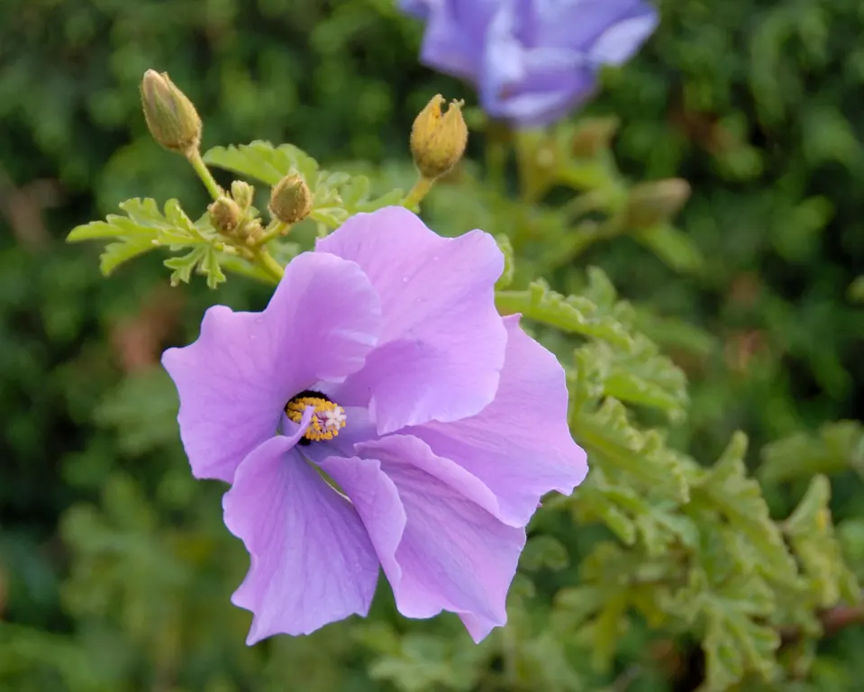 Blue Hibiscus (Alyogyne Huegelii) — reaching a mature size of 5 to 8 feet in both height and spread; purple-blue blossoms reminiscent of a true, image 84