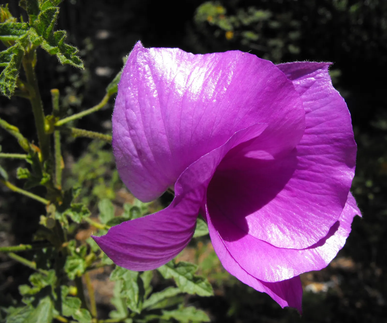 Blue Hibiscus (Alyogyne Huegelii) — Its lavender-blue flowers, spanning up to 4 inches across, bloom almost year-round; these characteristics make, image 75