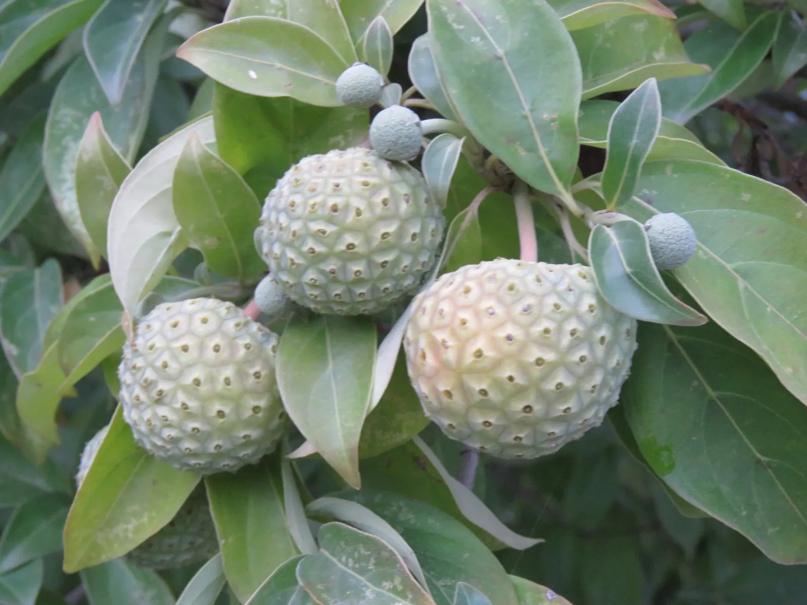 Evergreen Dogwood (Cornus Capitata) — It requires consistent moisture, although established trees can withstand periodic droughts; cold hardiness, image 57