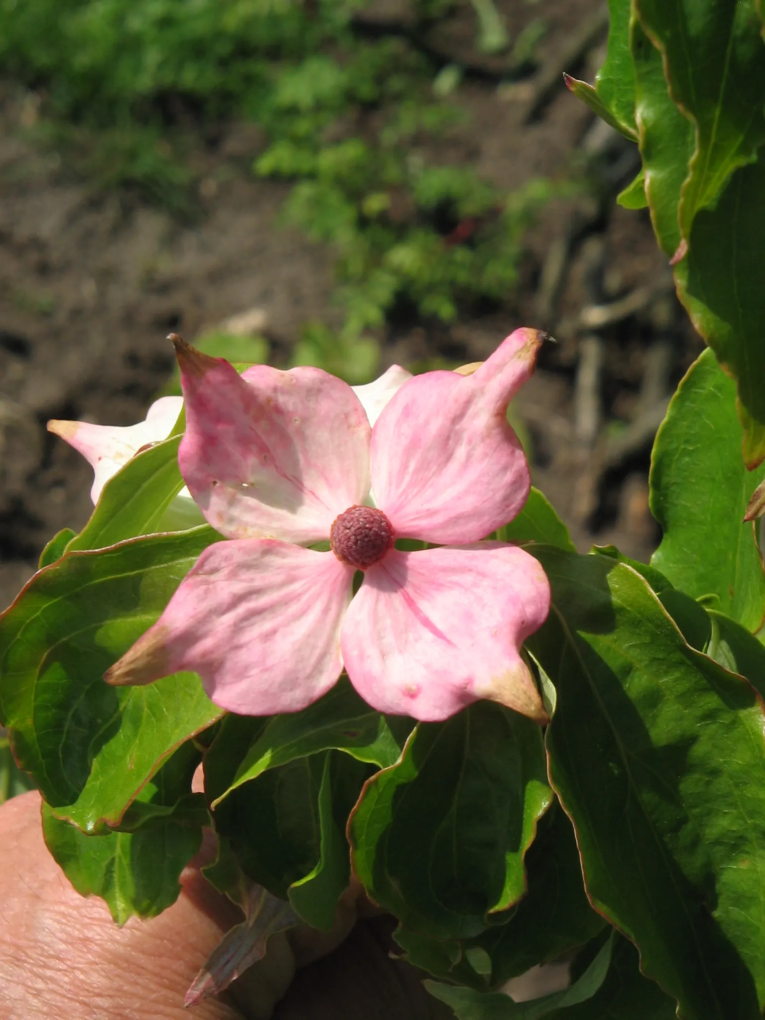 Evergreen Dogwood (Cornus Capitata) — Cold hardiness varies, generally from USDA zones 8 through 10, ensuring viability in many temperate regions