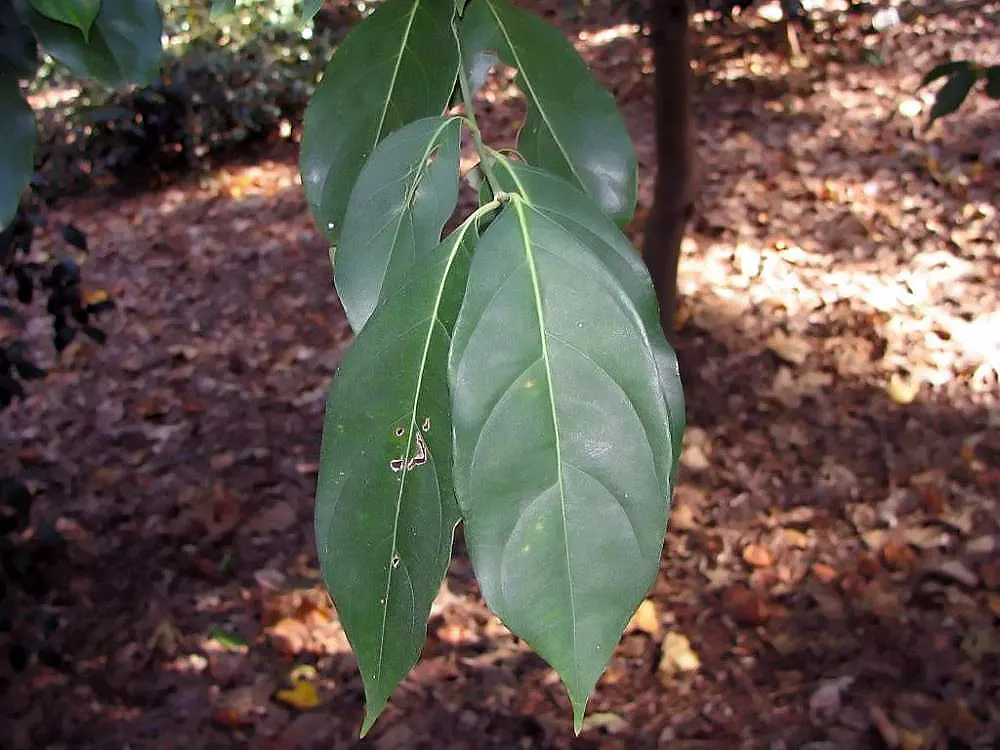 Evergreen Dogwood (Cornus Capitata) — is a compelling choice for any landscape design owing to its notable four-season interest; cold hardiness, image 48