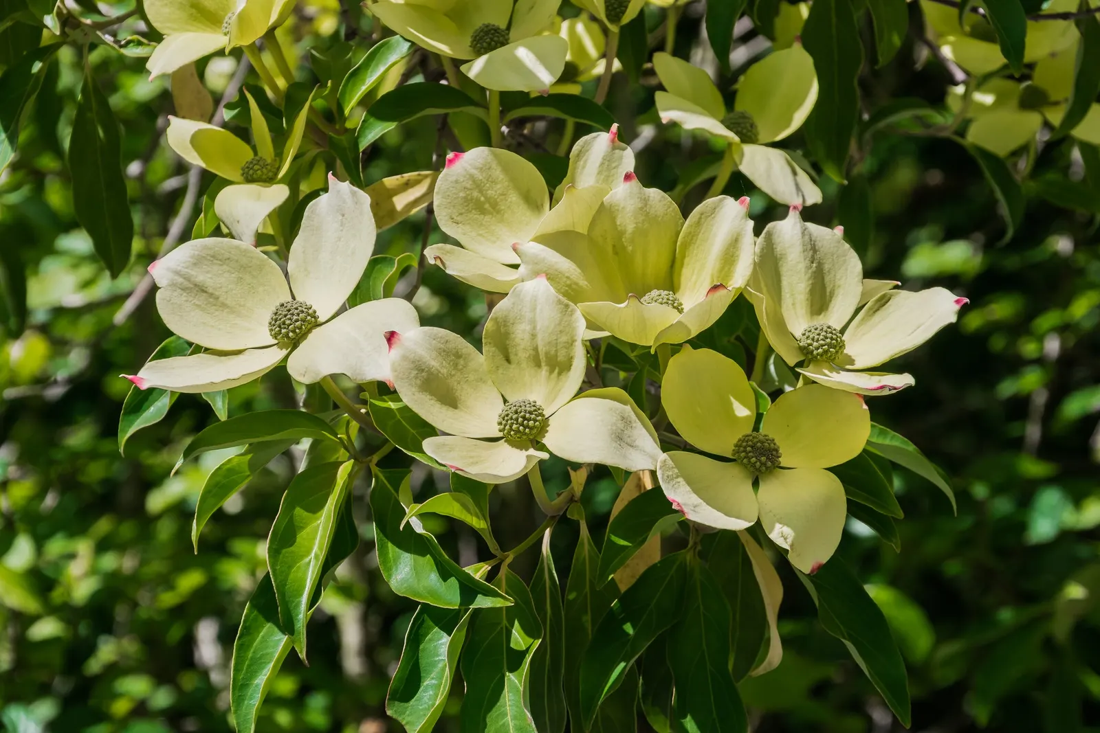Evergreen Dogwood (Cornus Capitata) — While the actual flowers are small and inconspicuous; dark green leaves and produces creamy-yellow blooms followed by