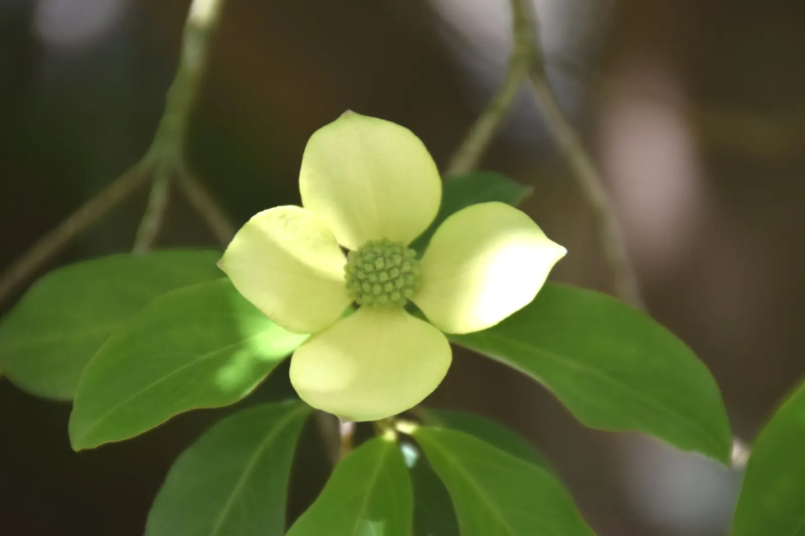 Evergreen Dogwood (Cornus Capitata) — Cornus capitata prefers well-drained; dark green leaves and produces creamy-yellow blooms followed by, image 55