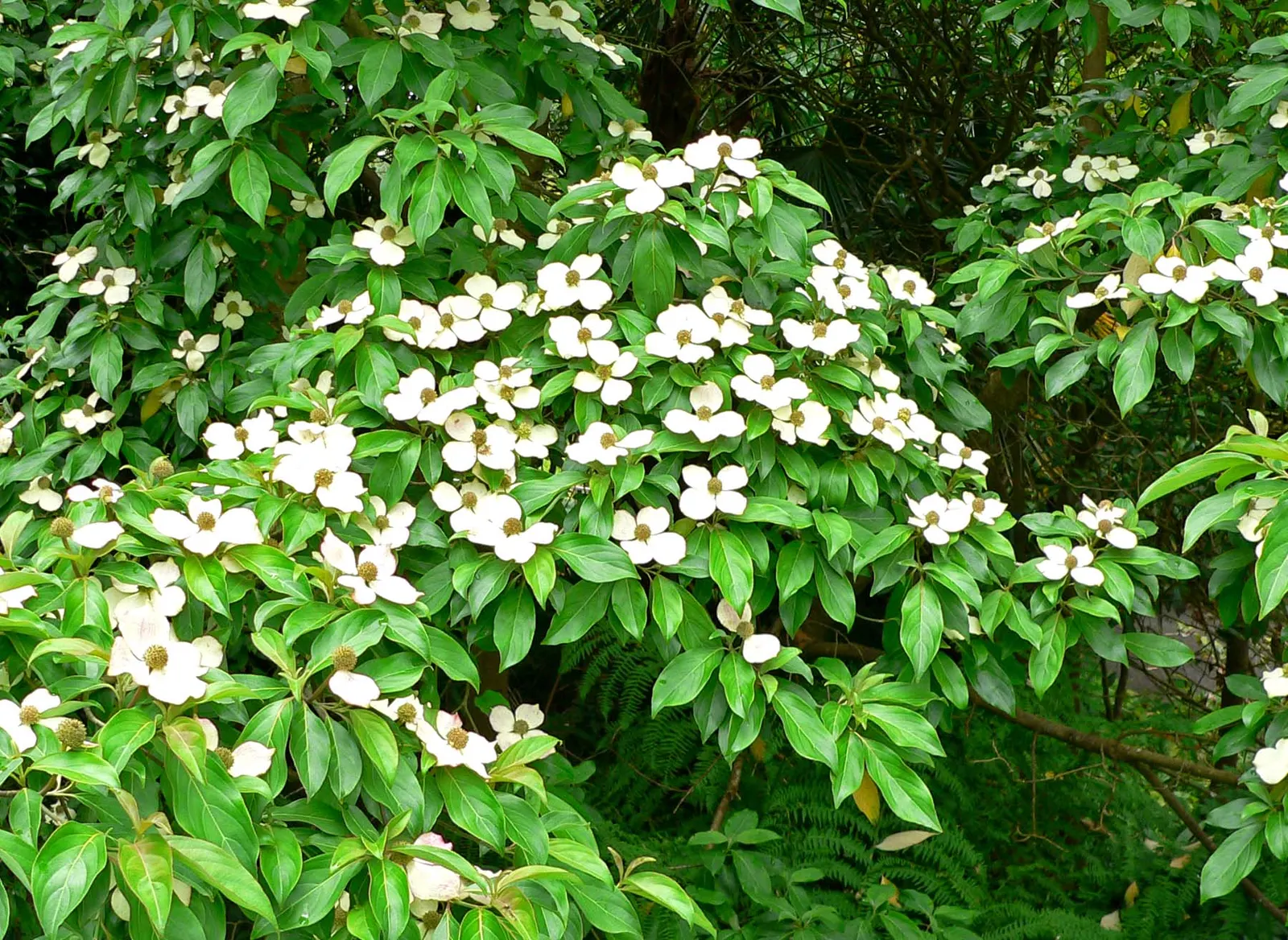 Evergreen Dogwood (Cornus Capitata) — which grace this specimen from late spring into early summer; cold hardiness varies, generally from USDA zones 8 through