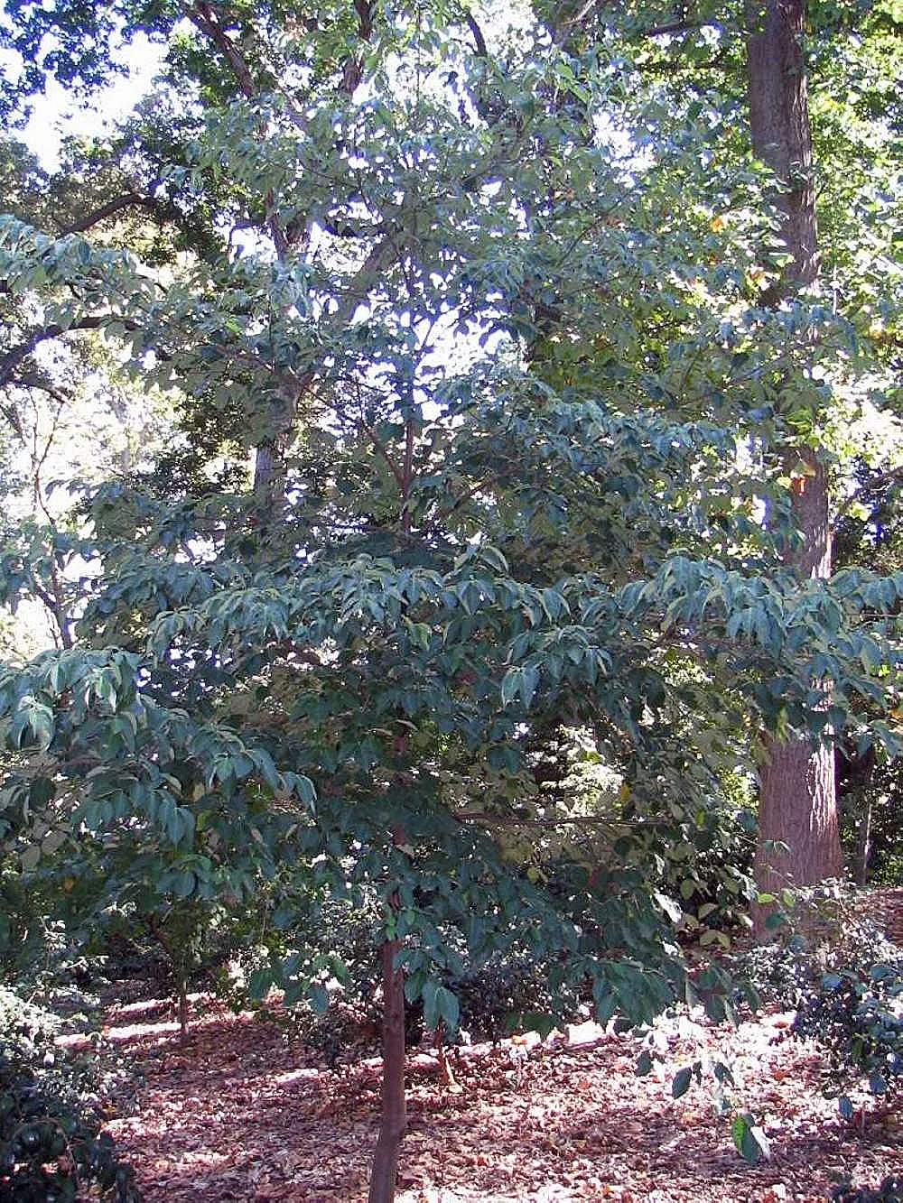 Evergreen Dogwood (Cornus Capitata) — Originating from the Himalayas; dark green leaves and produces creamy-yellow blooms followed by, image 49