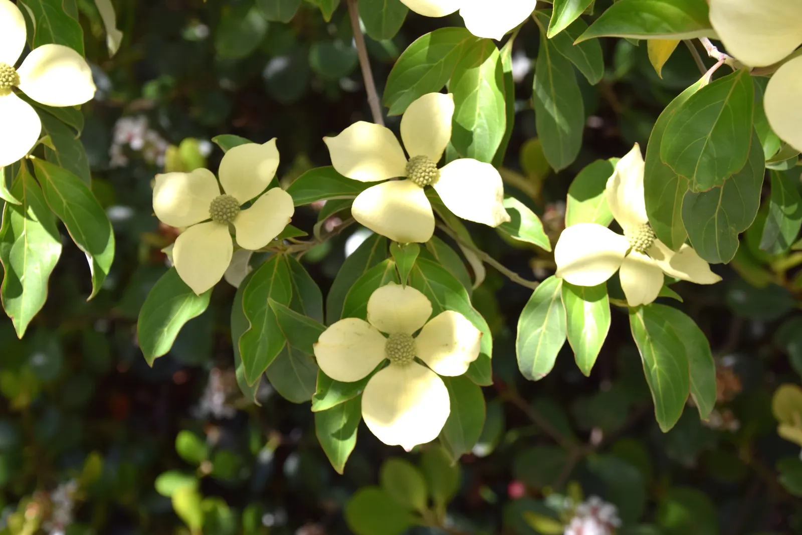 Evergreen Dogwood (Cornus Capitata) — offering year-round visual interest and a moderate growth rate