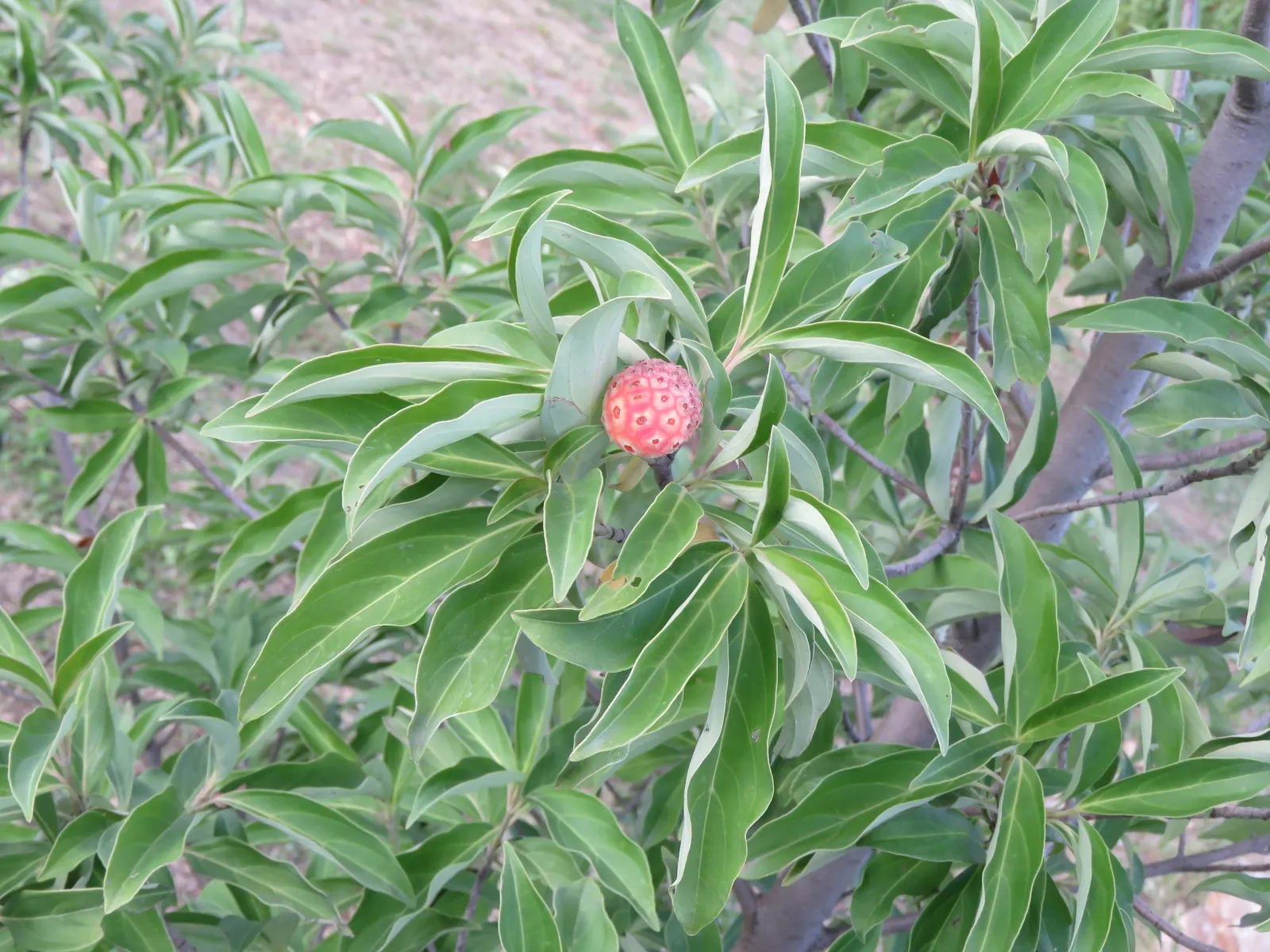 Evergreen Dogwood (Cornus Capitata) — The Evergreen Dogwood is ideal for residential gardens