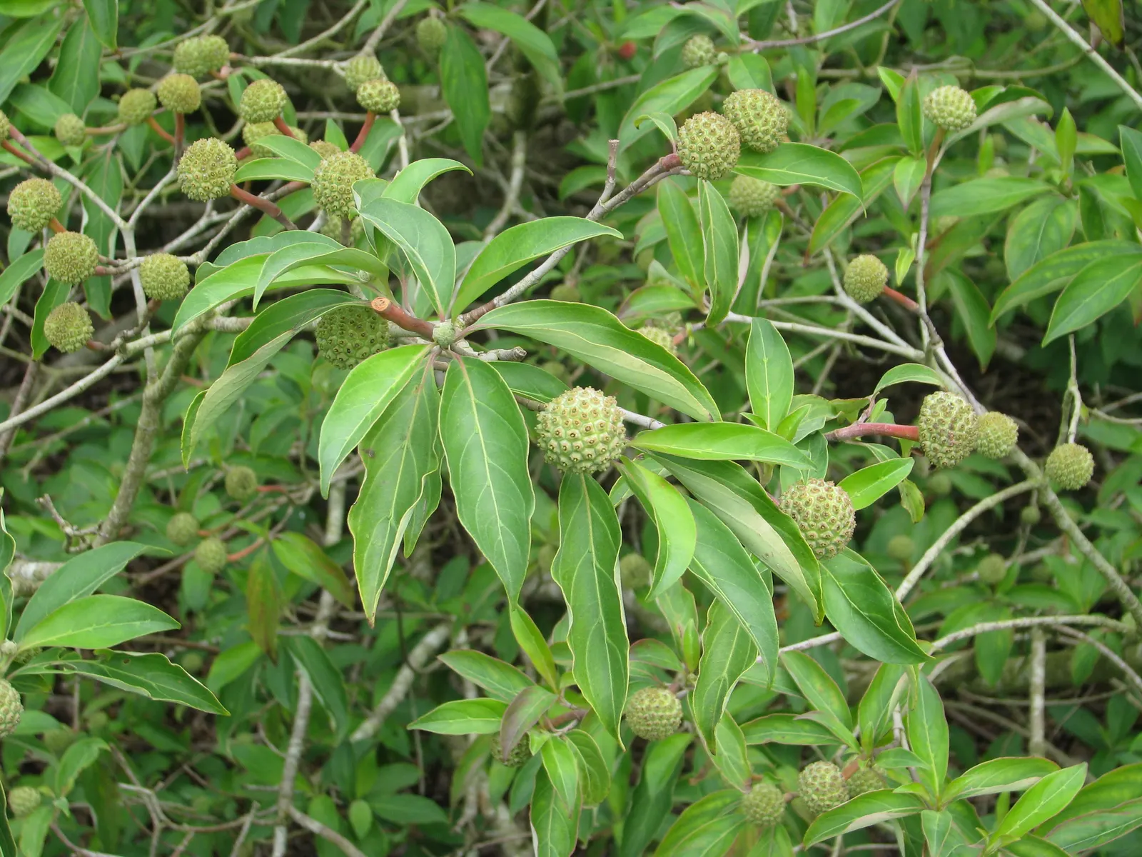 Evergreen Dogwood (Cornus Capitata) — which grace this specimen from late spring into early summer