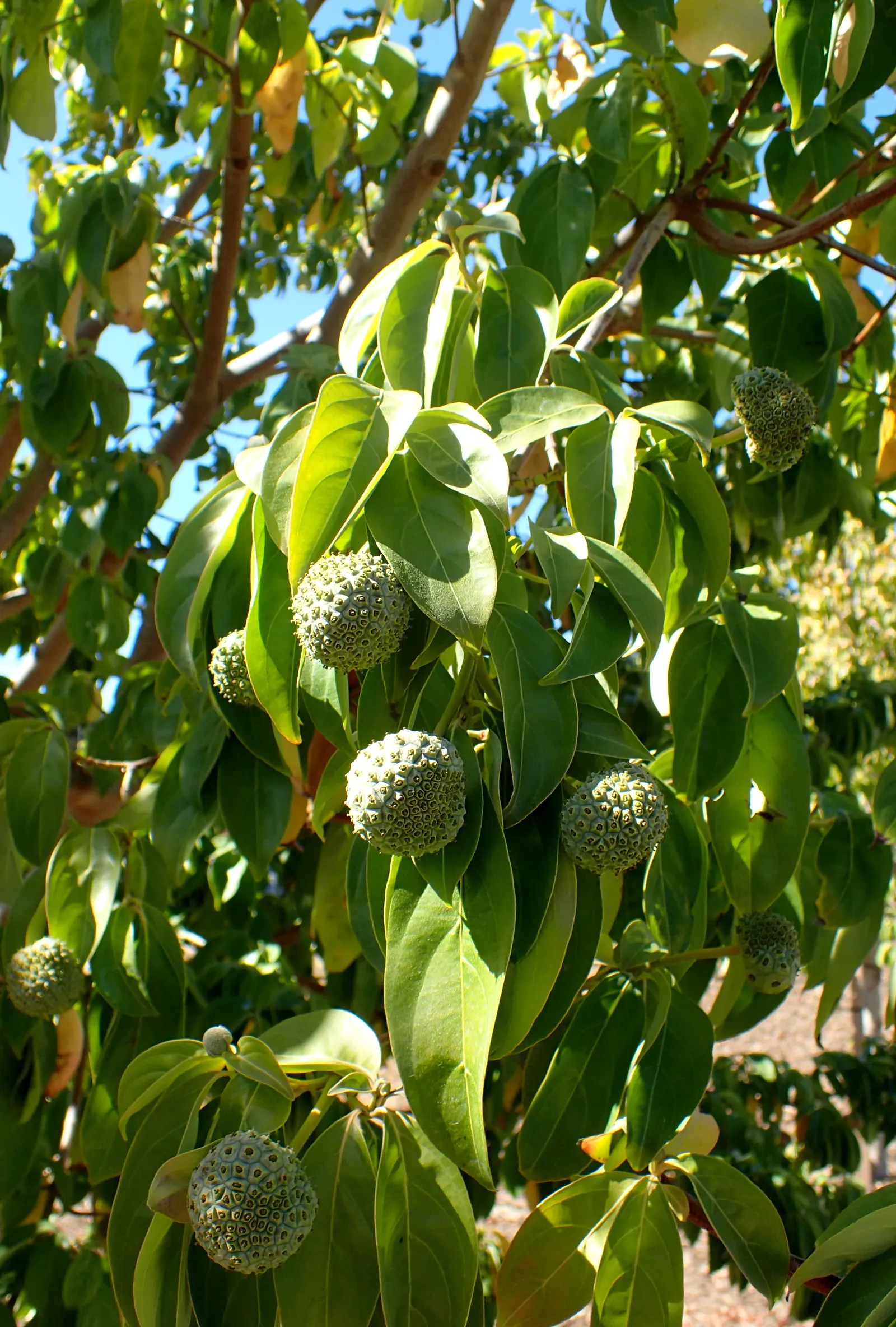 Evergreen Dogwood (Cornus Capitata) — The Evergreen Dogwood (Cornus capitata) is an alluring tree, thriving in zones 8-9