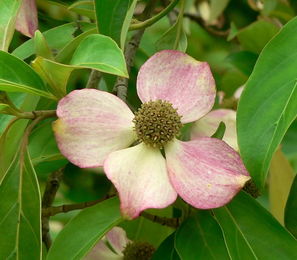 Evergreen Dogwood (Cornus Capitata) — shrub / tree for full
