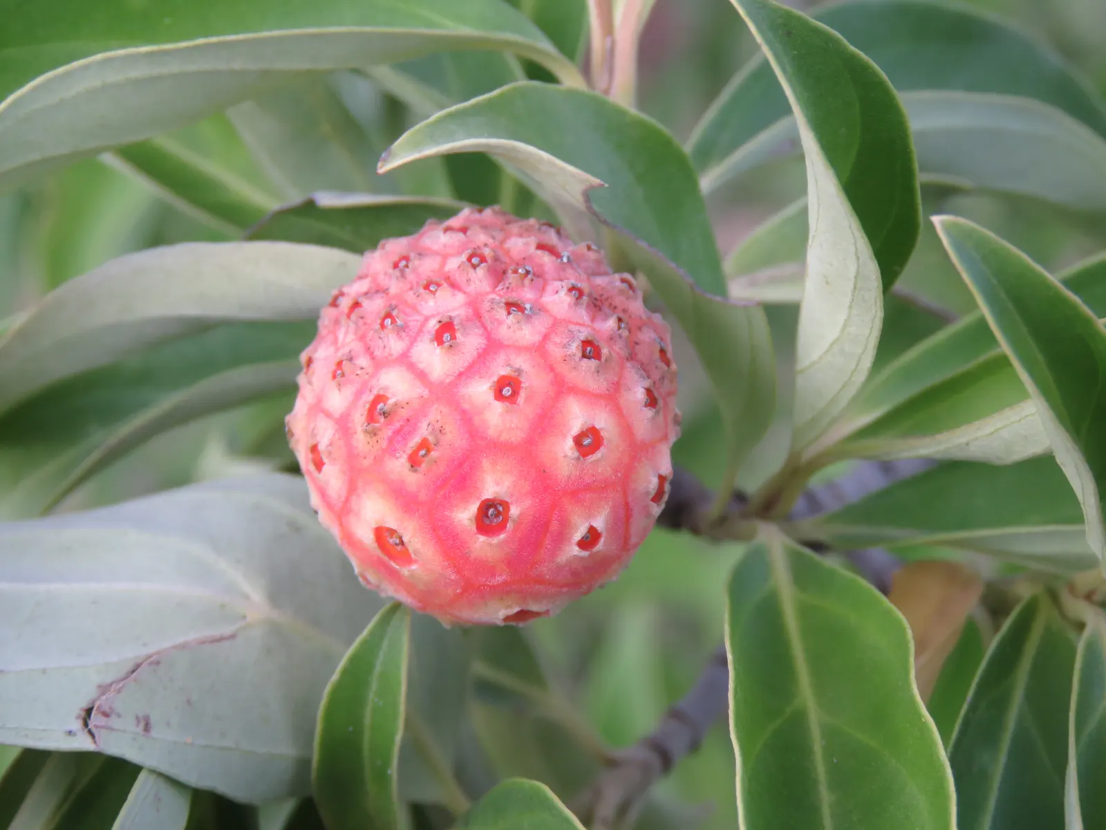 Evergreen Dogwood (Cornus Capitata) — These blossoms give way to strawberry-like fruit that ripen to a fleshy red in the fall, image 53