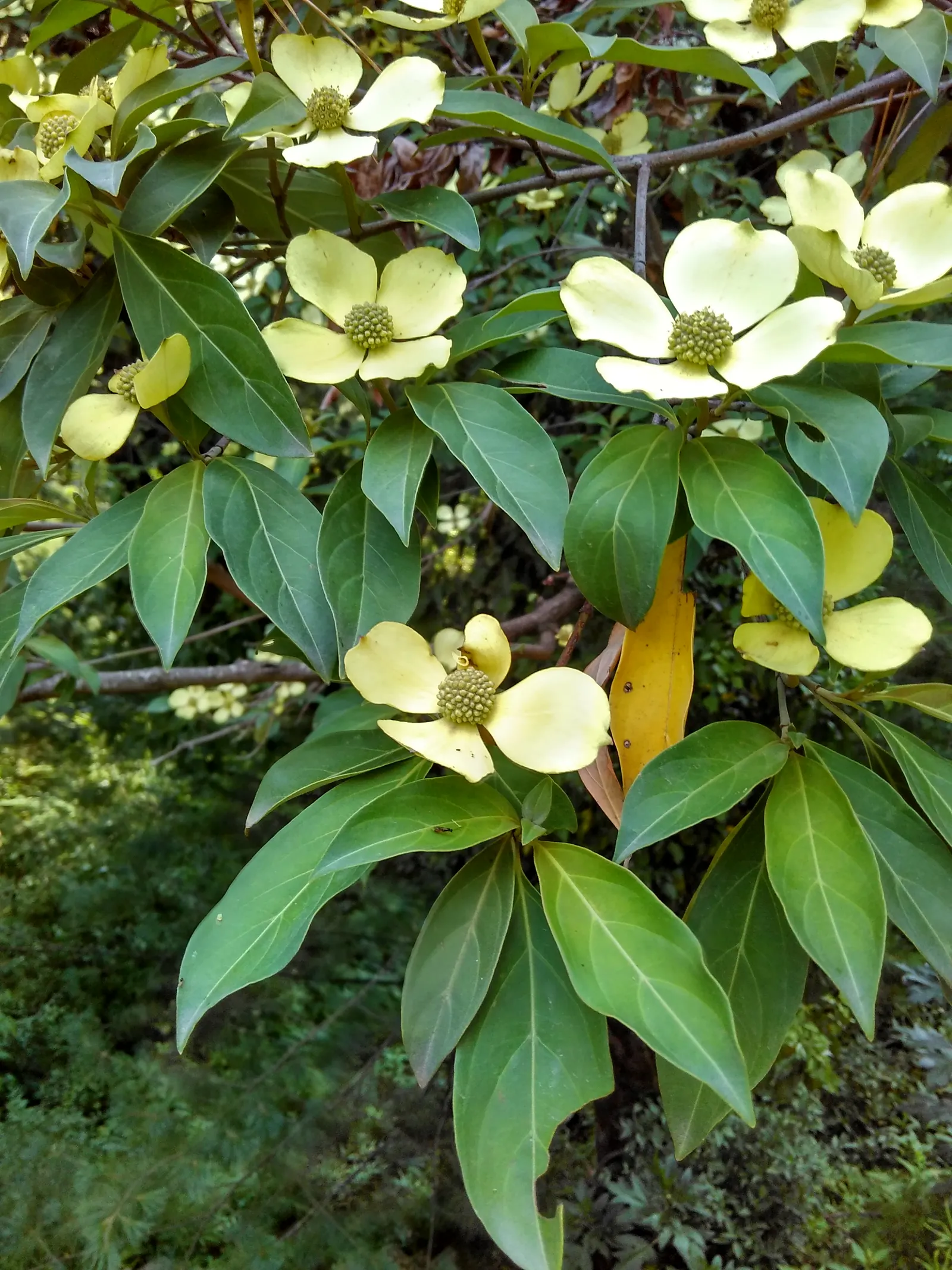 Evergreen Dogwood (Cornus Capitata) — It requires consistent moisture, although established trees can withstand periodic droughts