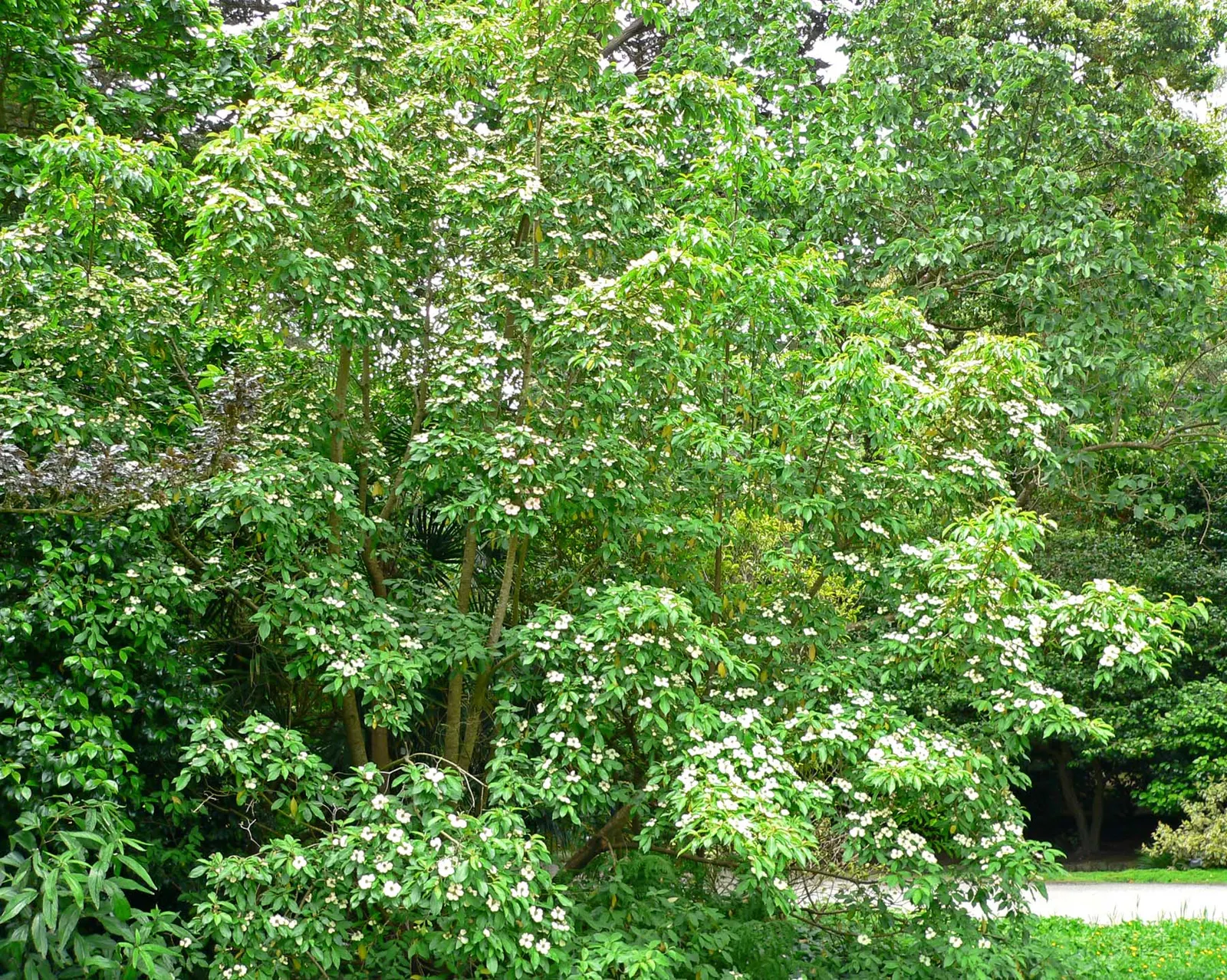 Evergreen Dogwood (Cornus Capitata) — While the actual flowers are small and inconspicuous