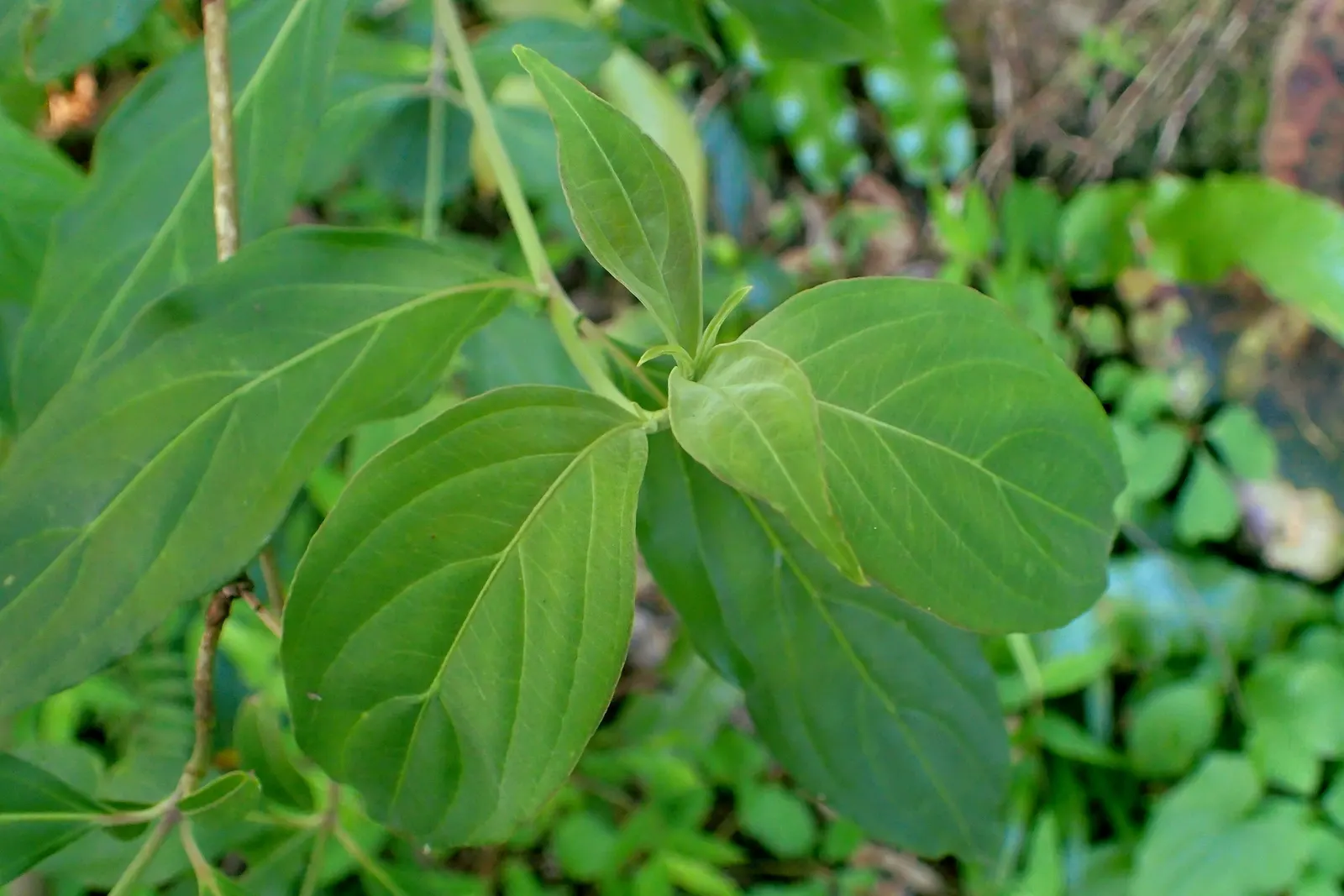 Evergreen Dogwood (Cornus Capitata) — scientifically known as Cornus capitata