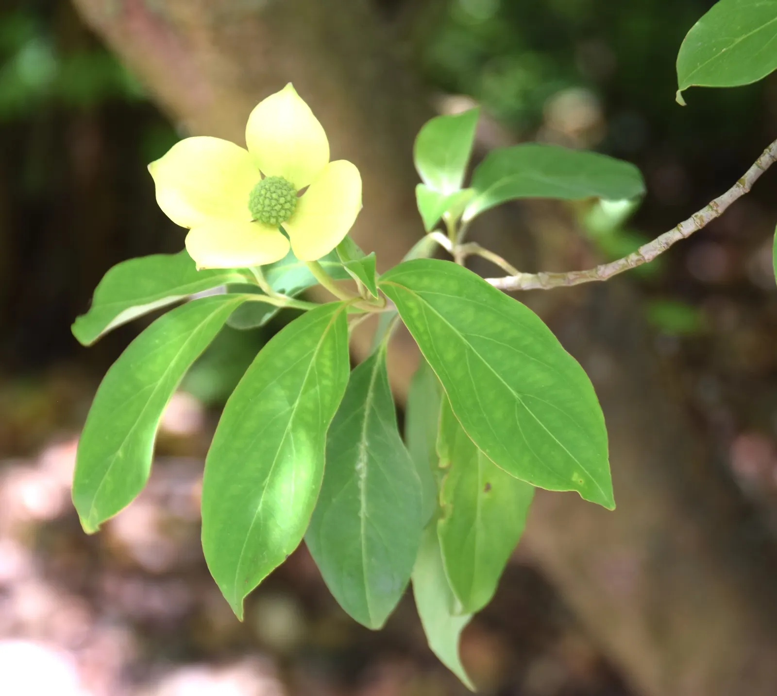 Evergreen Dogwood (Cornus Capitata) — Cornus capitata prefers well-drained